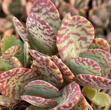 Kalanchoe Humilis Zebra