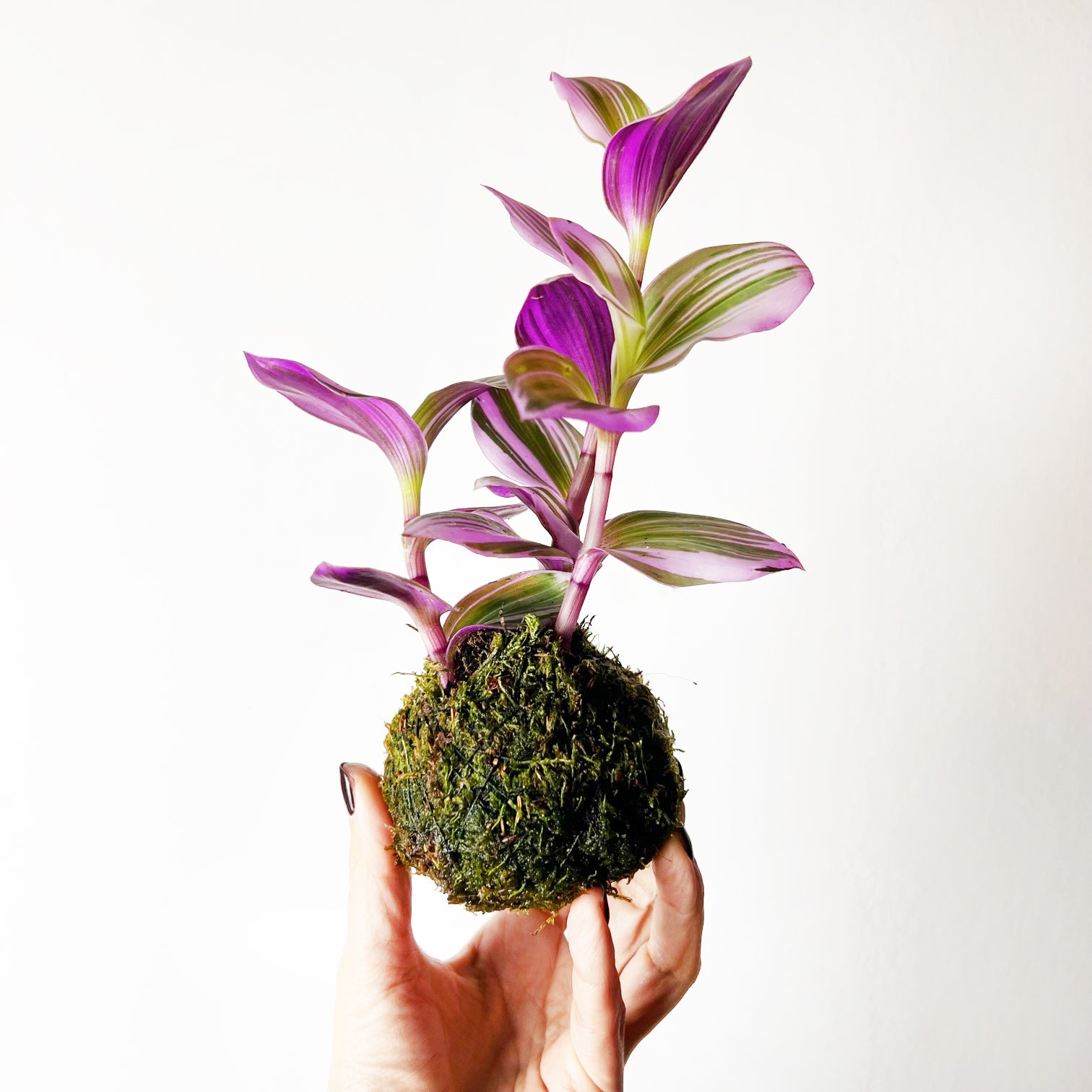 KOKE/Tradescantia Nanouk