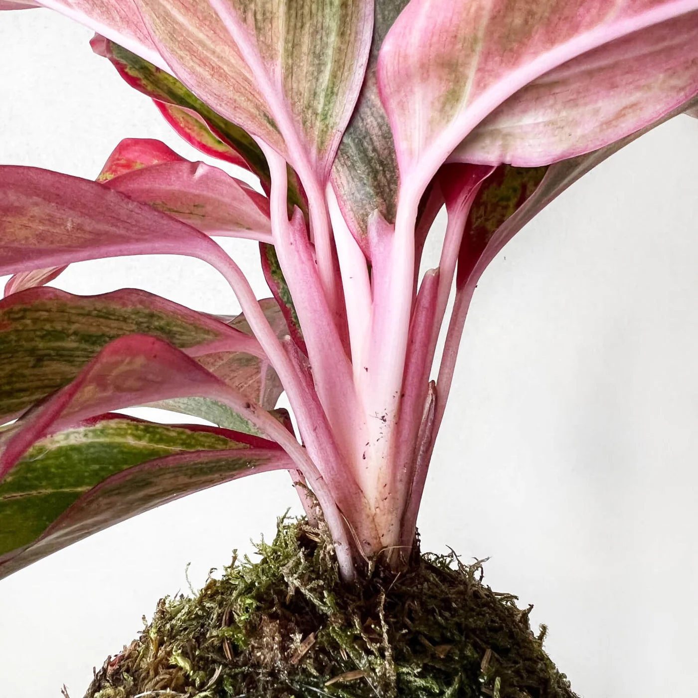 KOKE/Aglaonema Crete