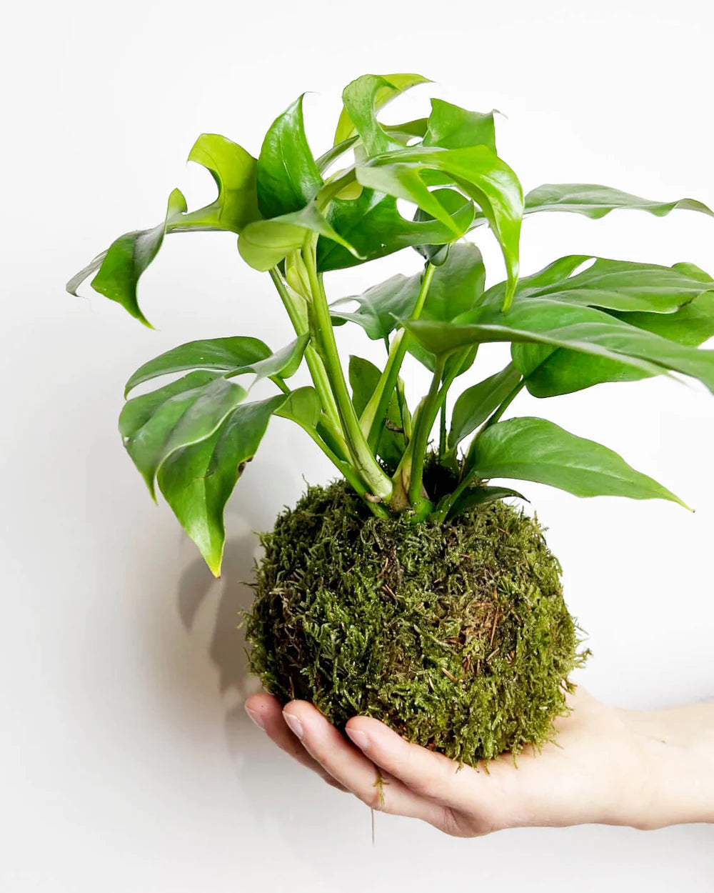 monstera thai constellation kaufen holland Monstera deliciosa 'Thai Constellation' – Jungle Leaves