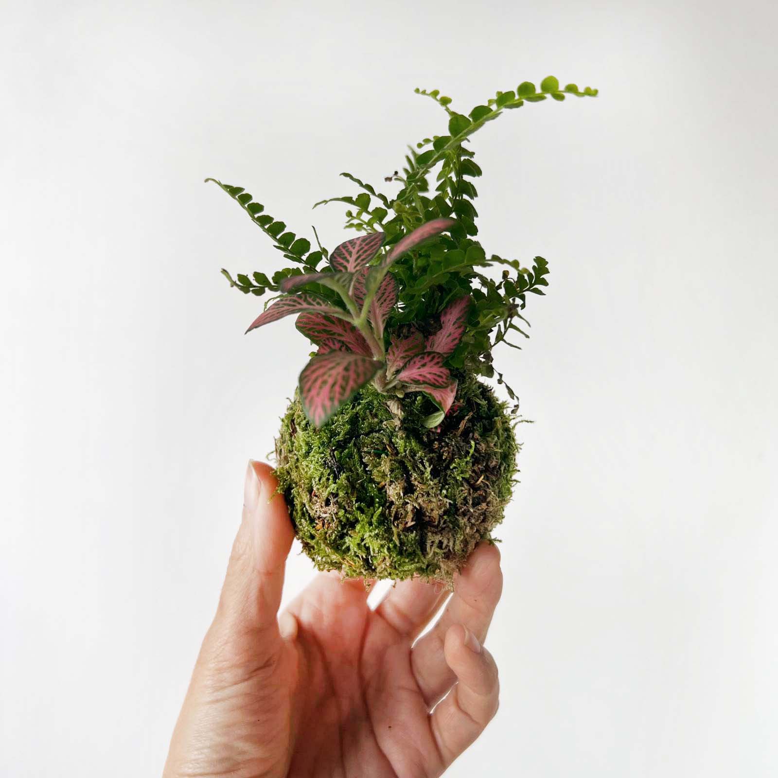 KOKET (KOKE-BOUQUET)-Olivia