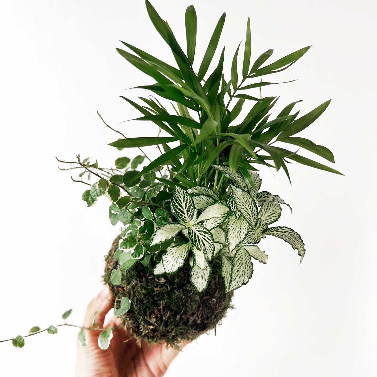 KOKET (KOKE-BOUQUET)- Franck