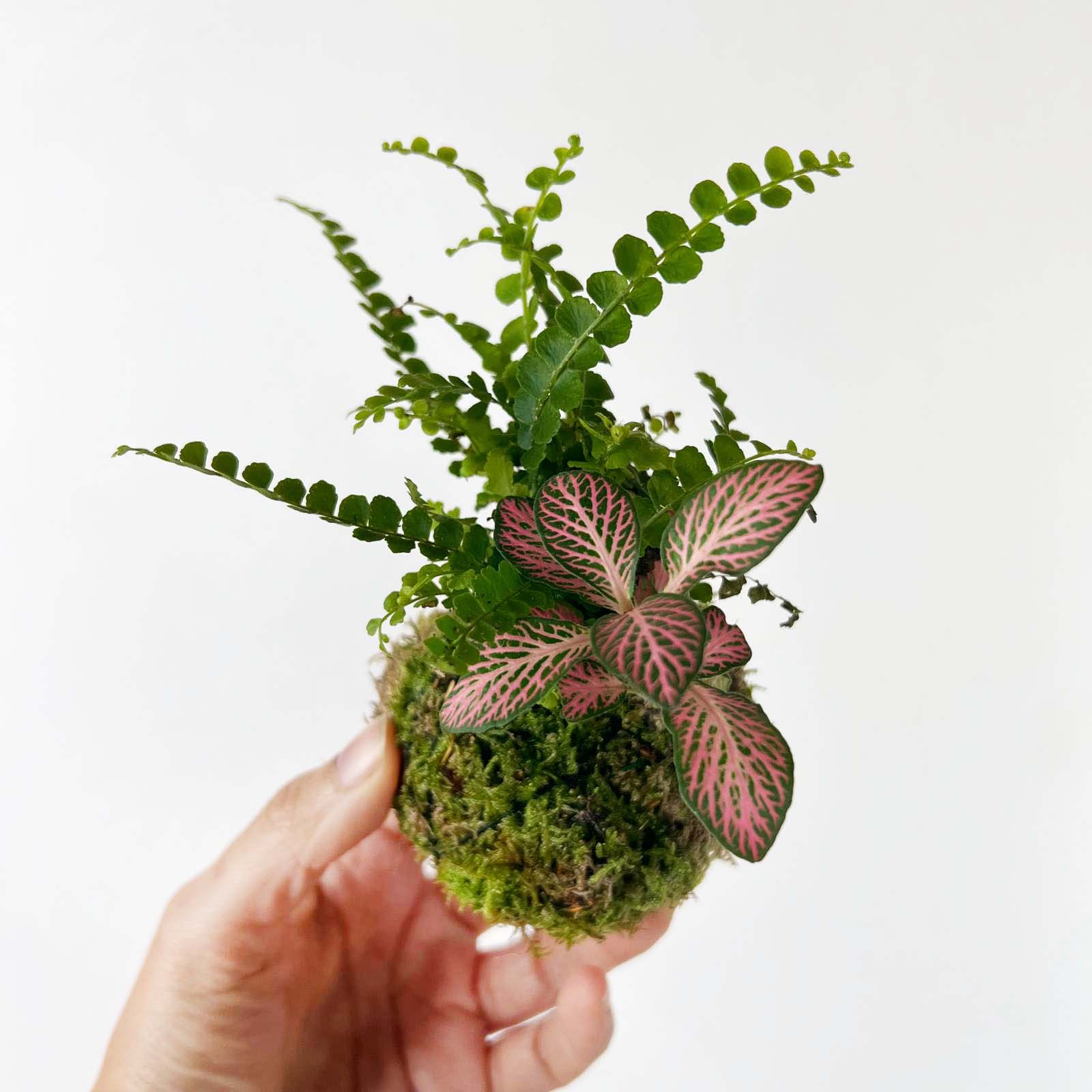 KOKET (KOKE-BOUQUET)-Olivia