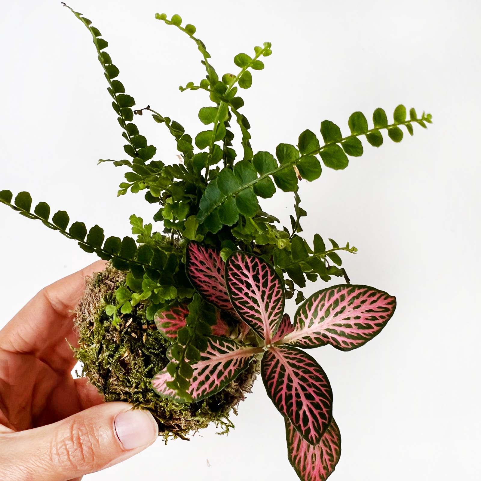 KOKET (KOKE-BOUQUET)-Olivia