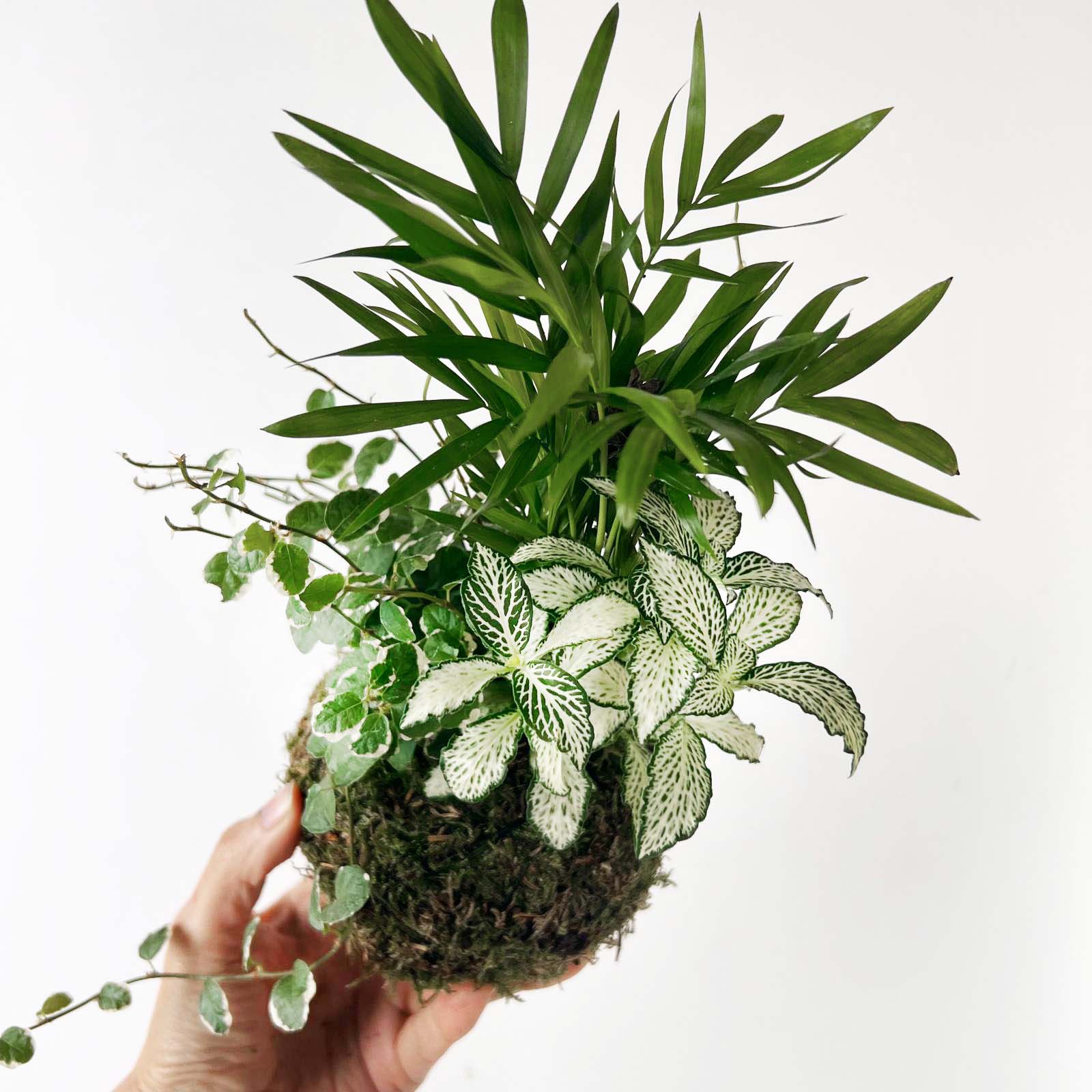 KOKET (KOKE-BOUQUET)- Franck