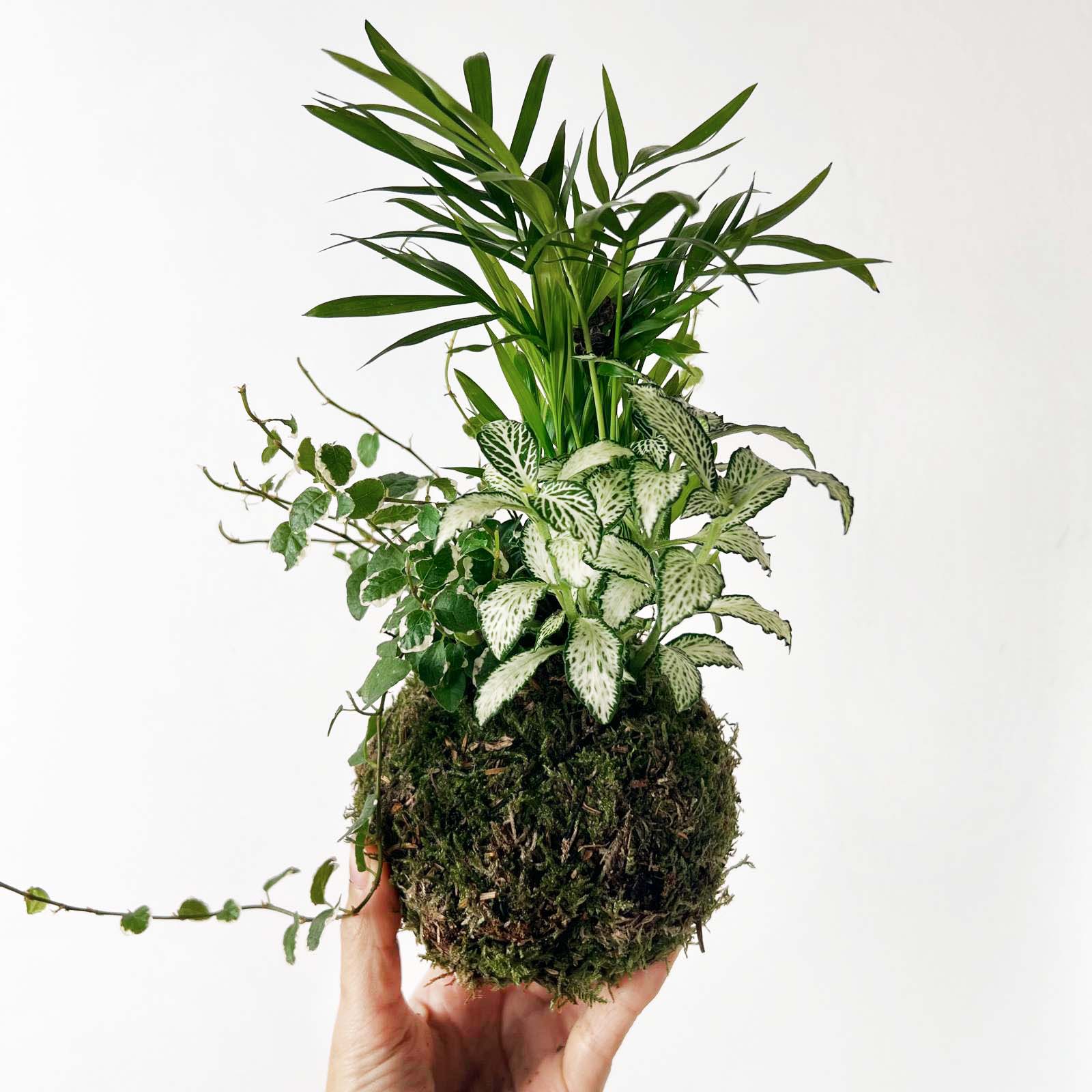 KOKET (KOKE-BOUQUET)- Franck