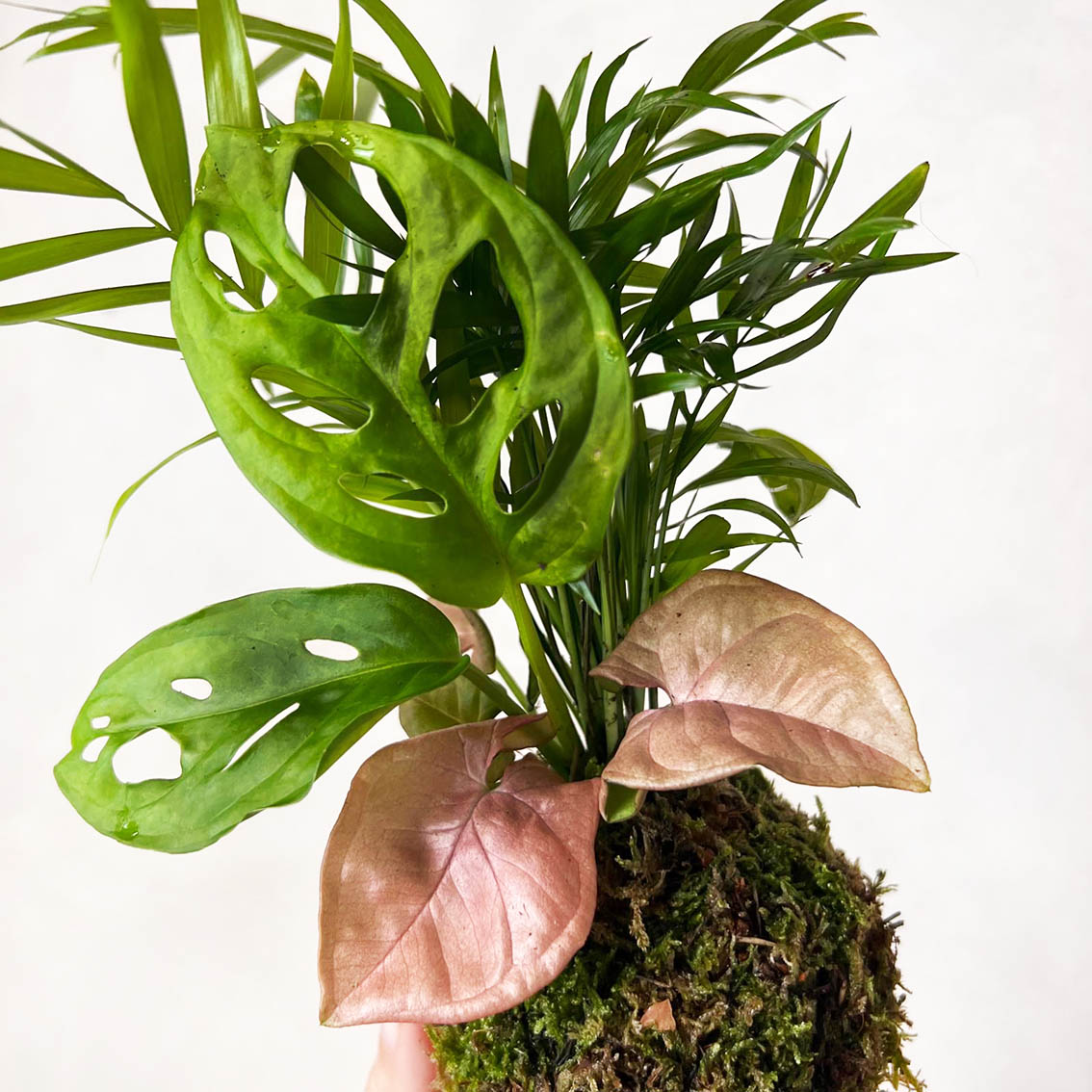 KOKET (KOKE-BOUQUET)-Dorothea