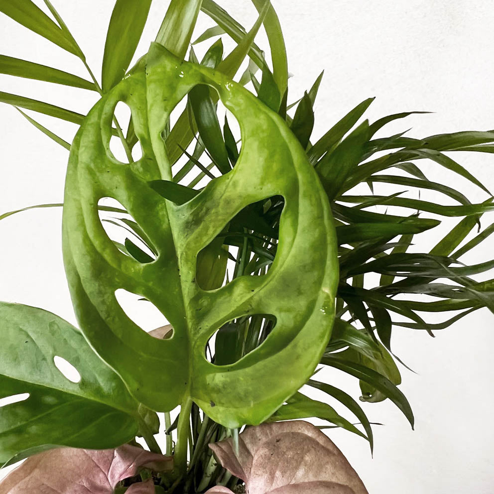 KOKET (KOKE-BOUQUET)-Dorothea