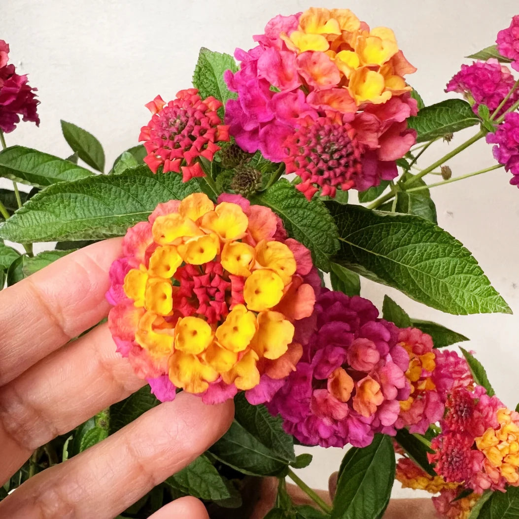 Lantana