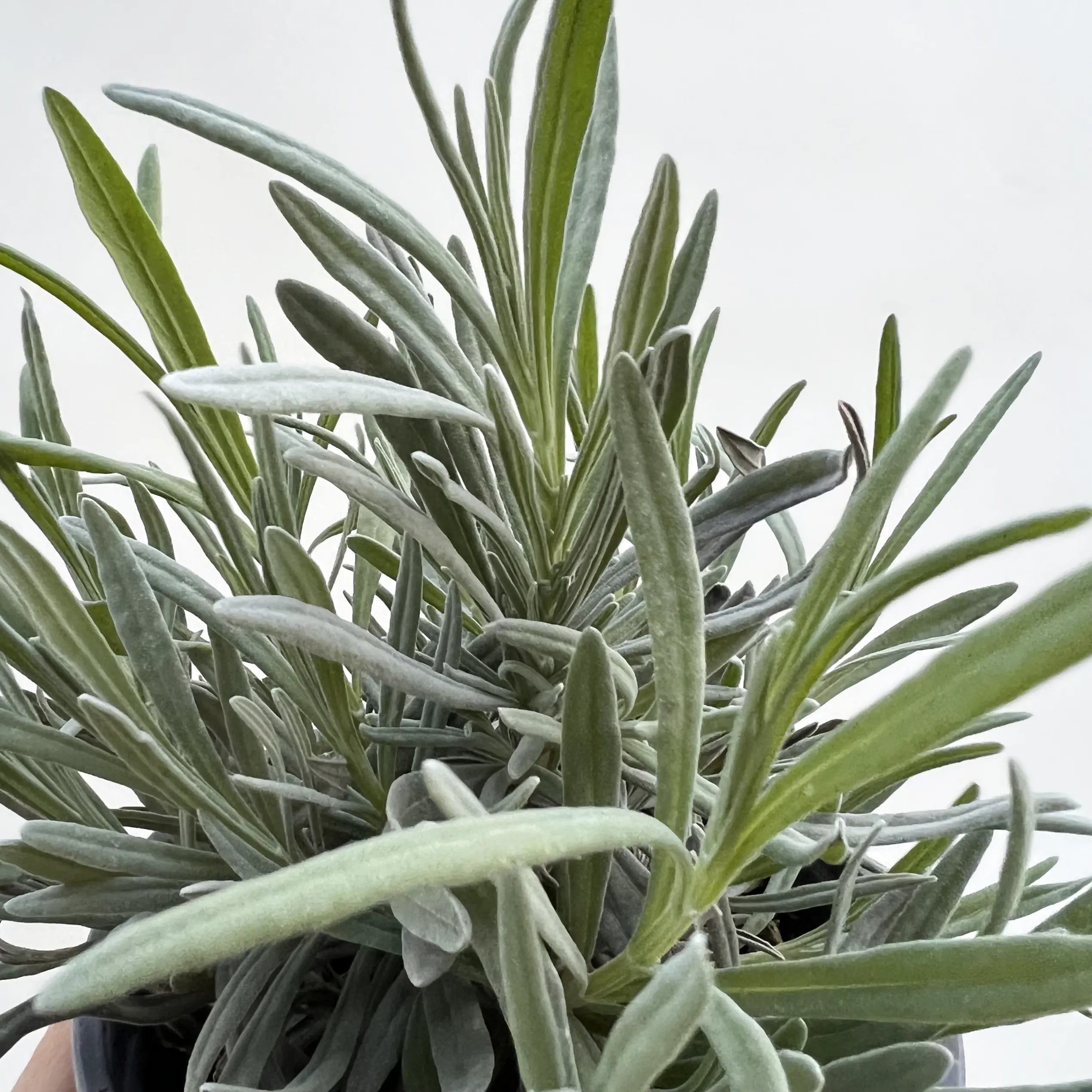 Lavanda Angustifolia
