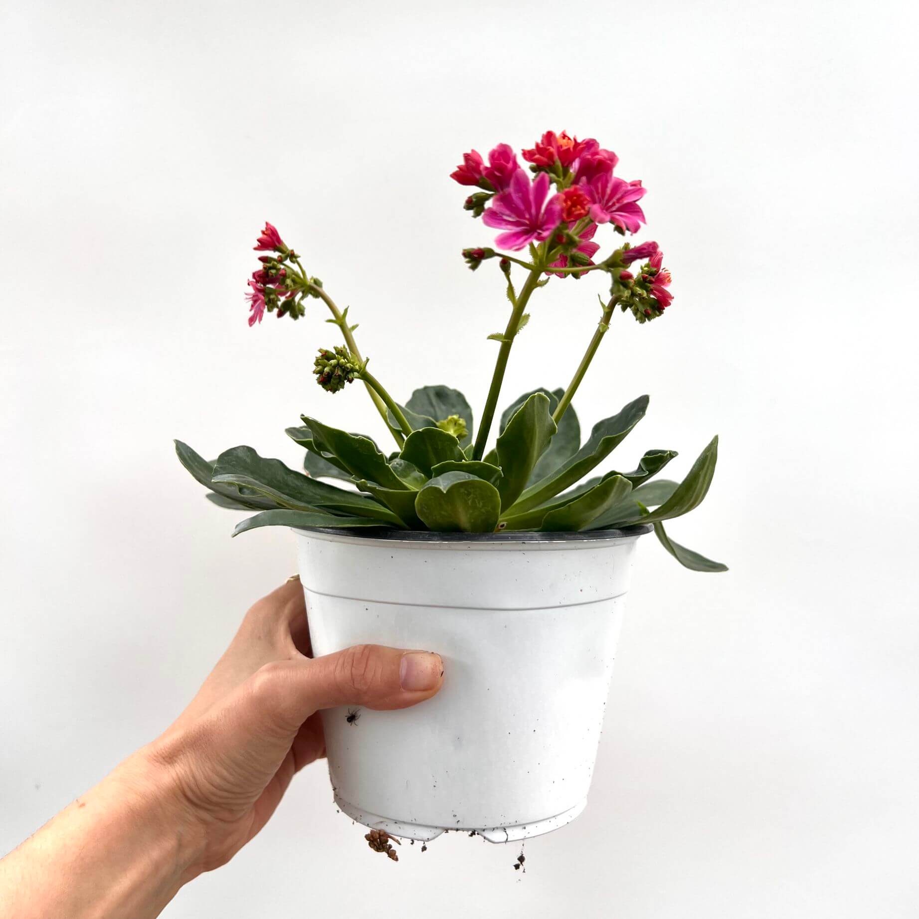 Lewisia cotyledon “Elise” /fuxia