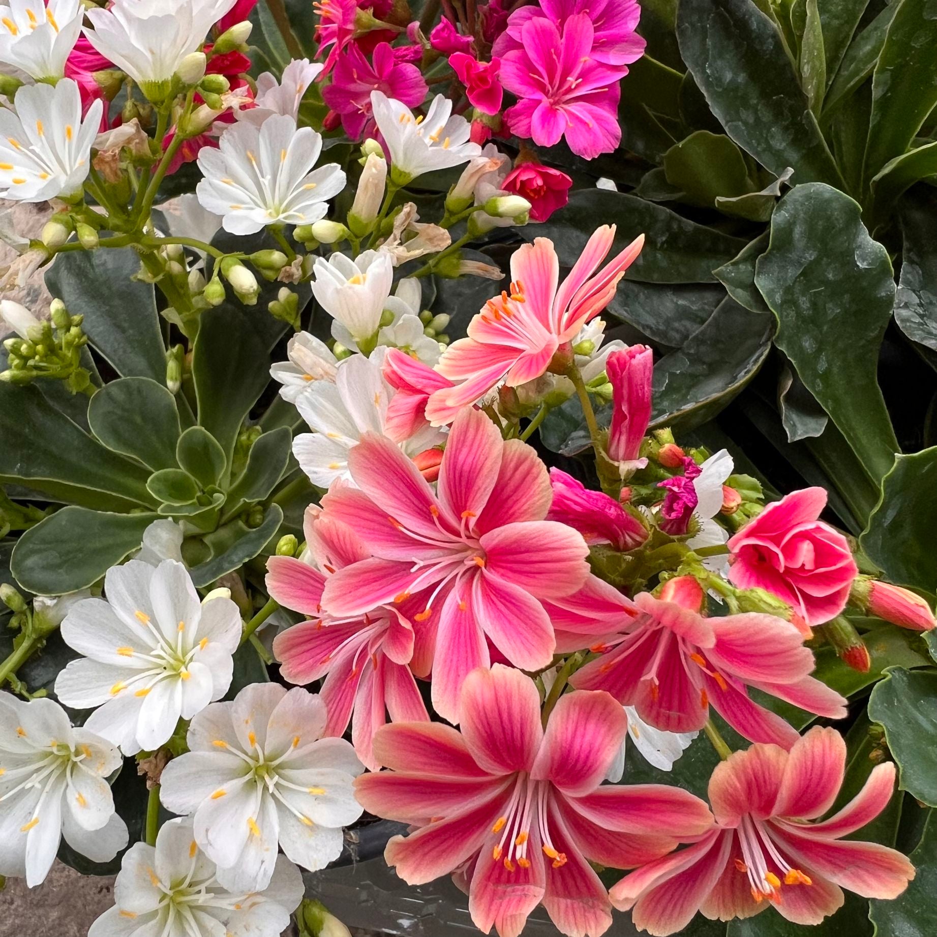 Lewisia cotyledon “Elise” /rosa