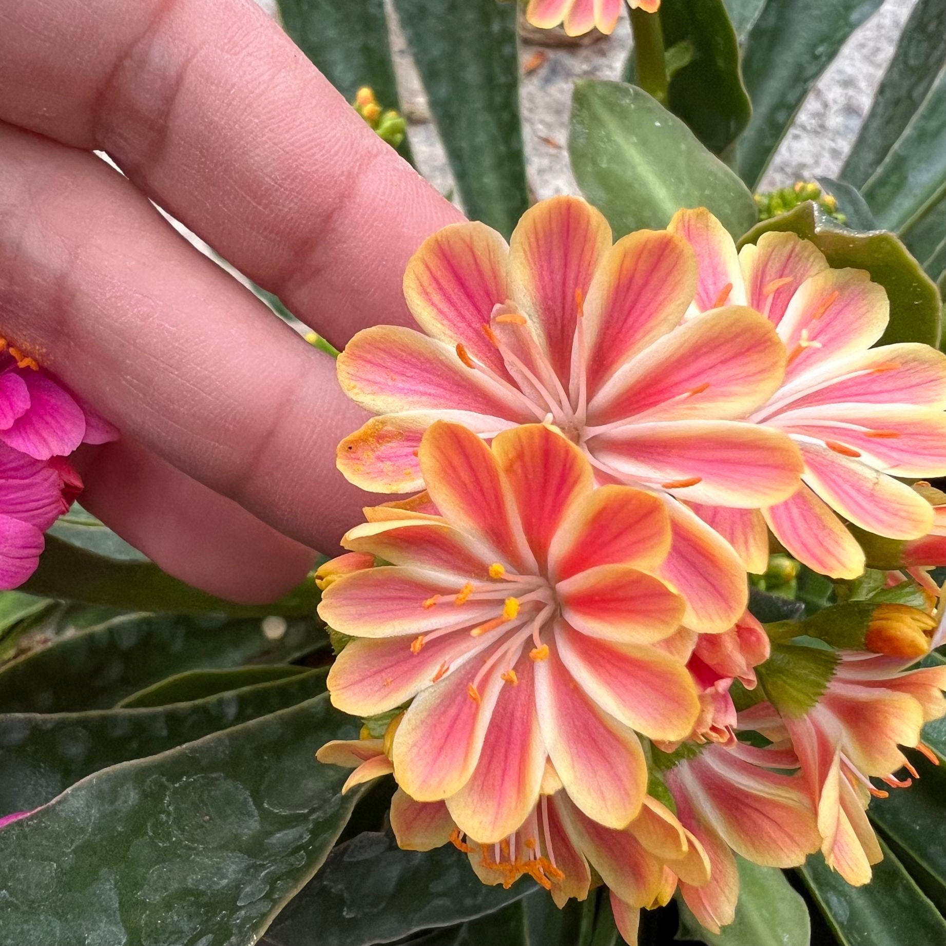 Lewisia cotyledon “Elise” /rosa