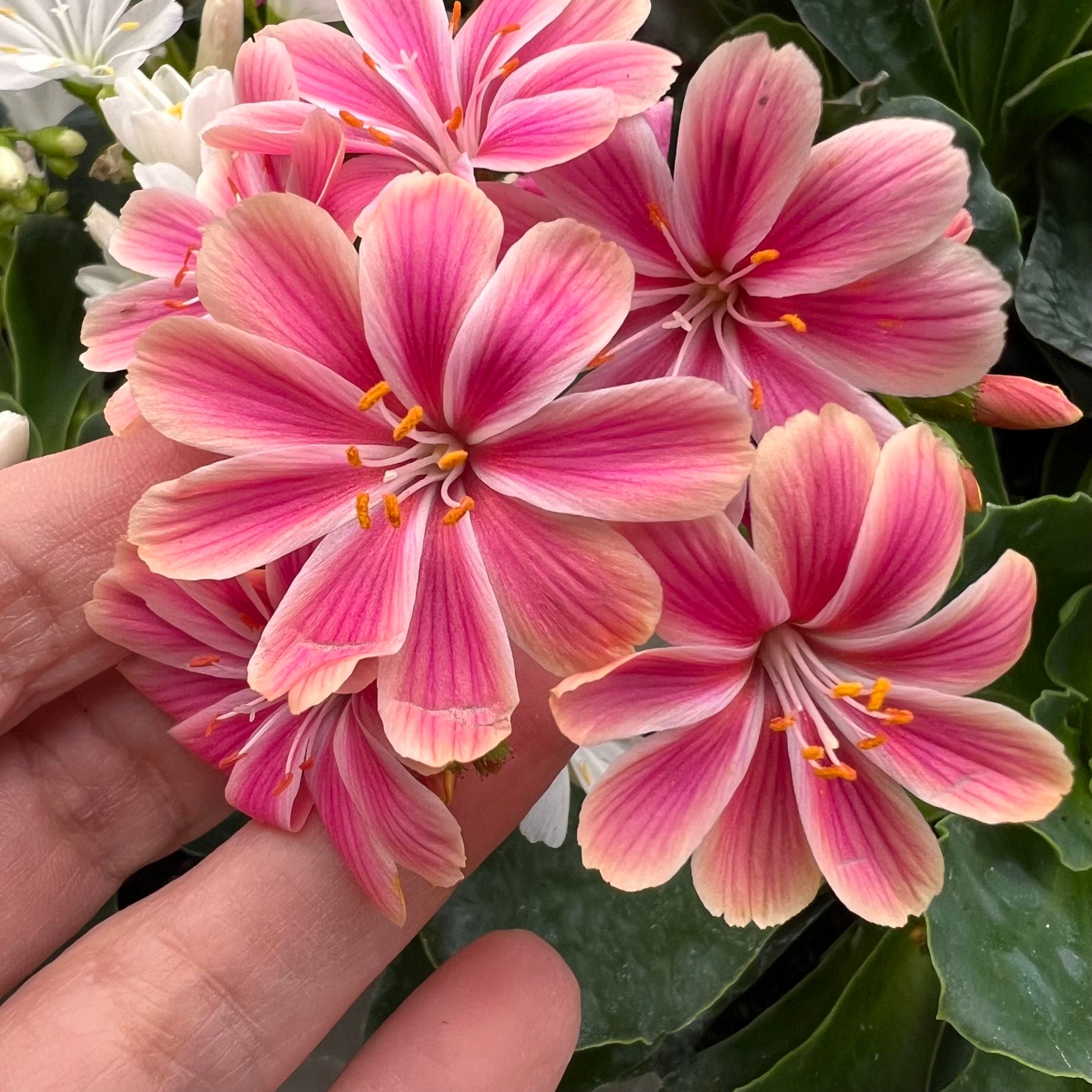 Lewisia cotyledon “Elise” /rosa