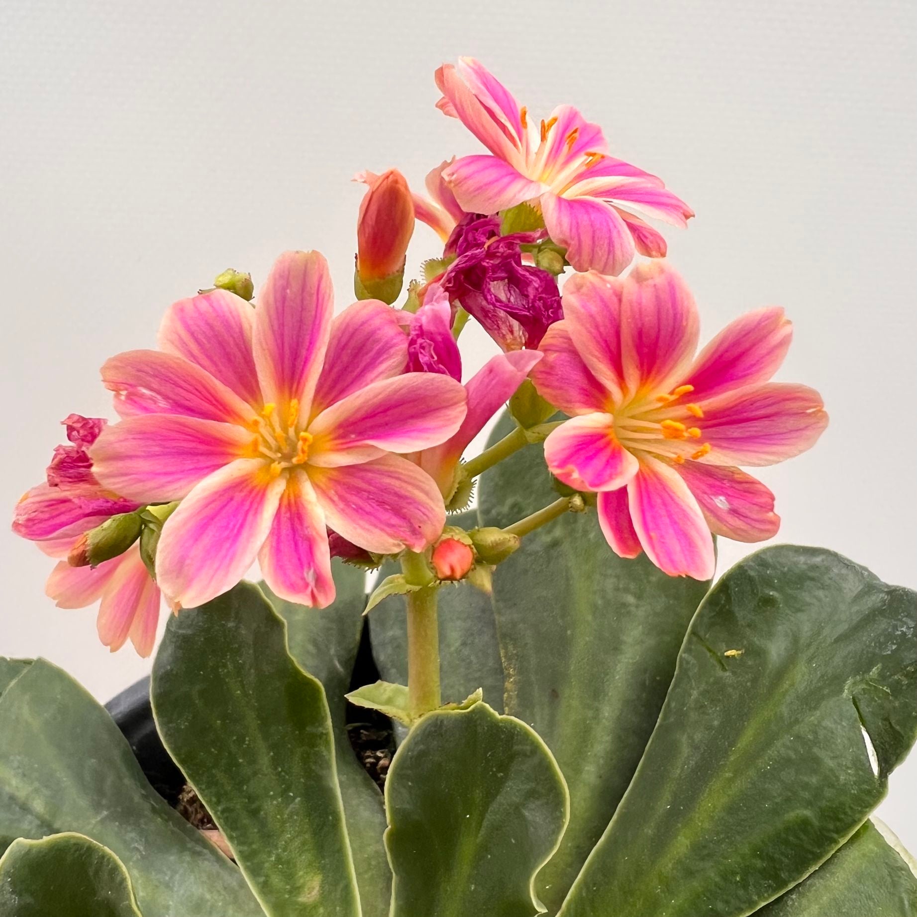 Lewisia cotyledon “Elise” /rosa