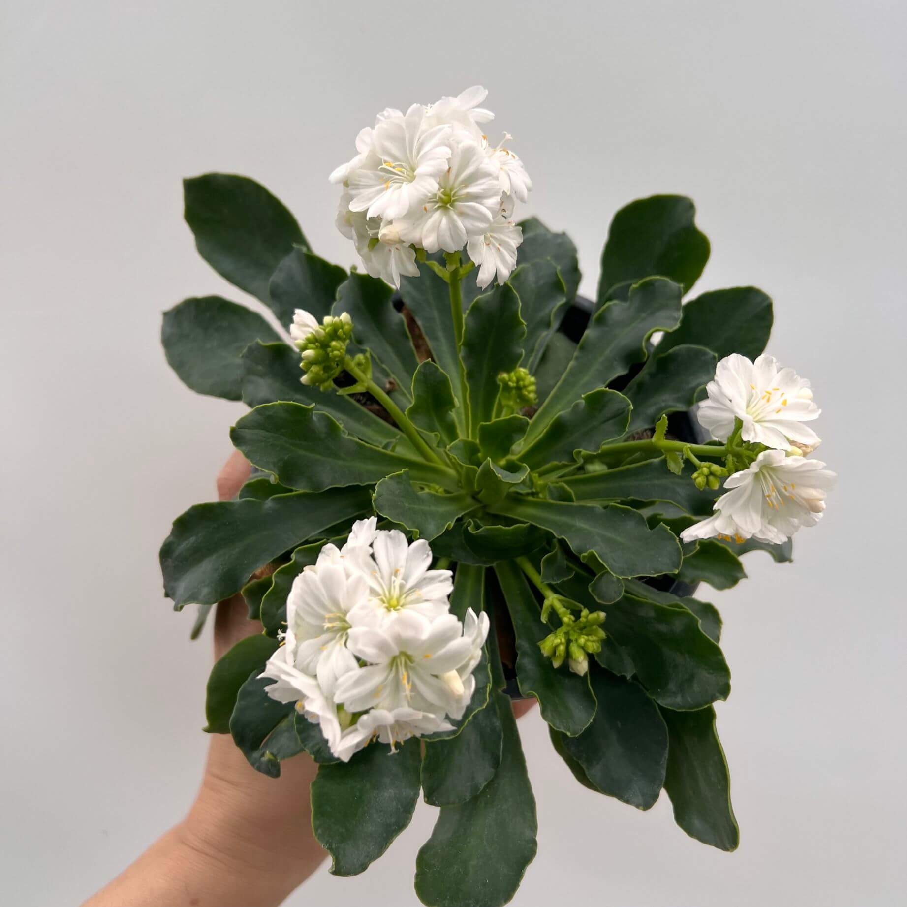 Lewisia cotyledon “Elise” /bianco