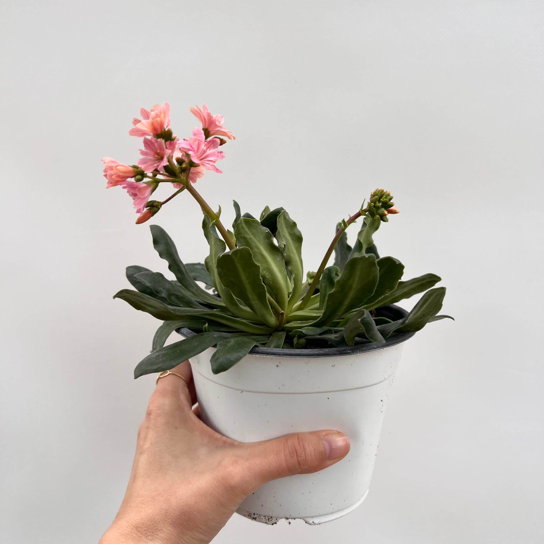 Lewisia cotyledon “Elise” /rosa