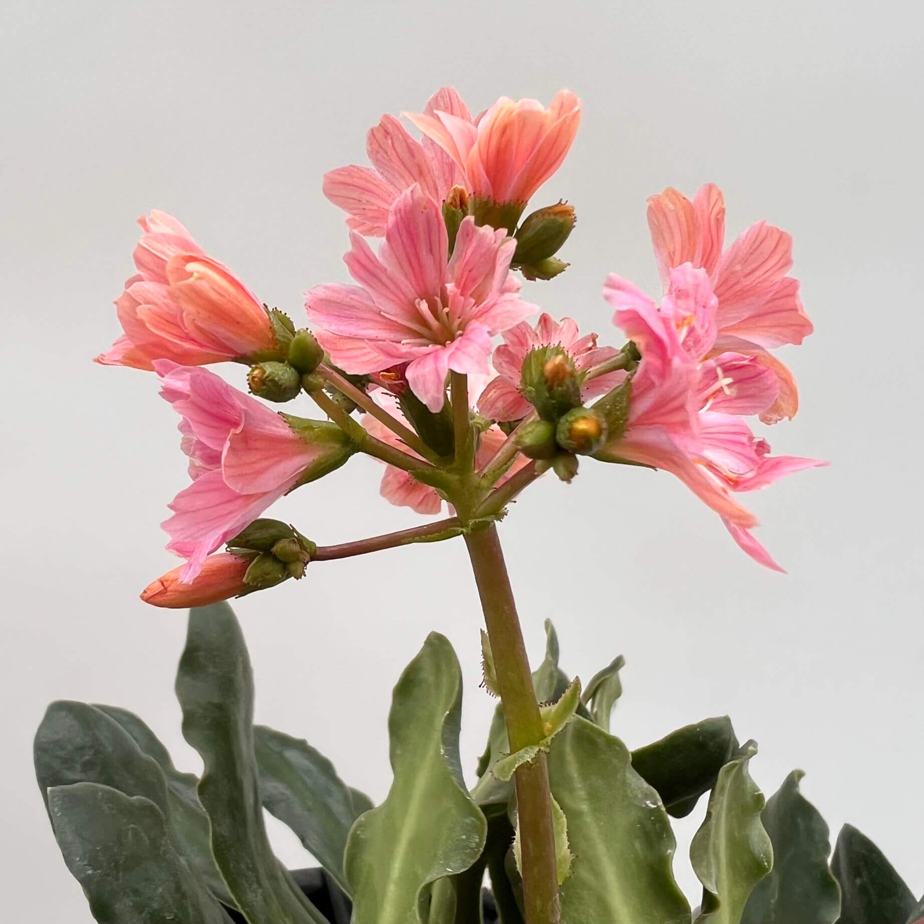 Lewisia cotyledon “Elise” /rosa