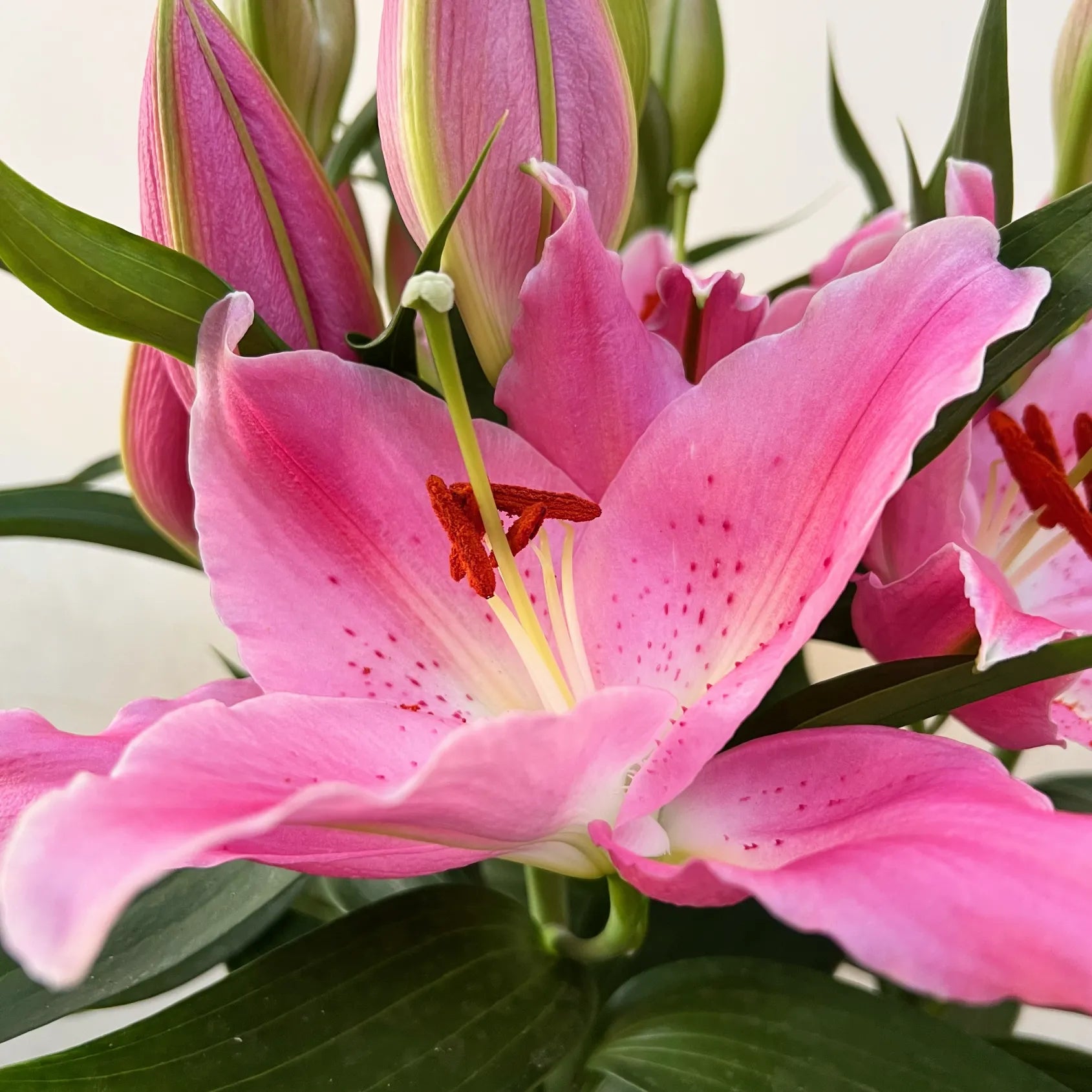 Lilium