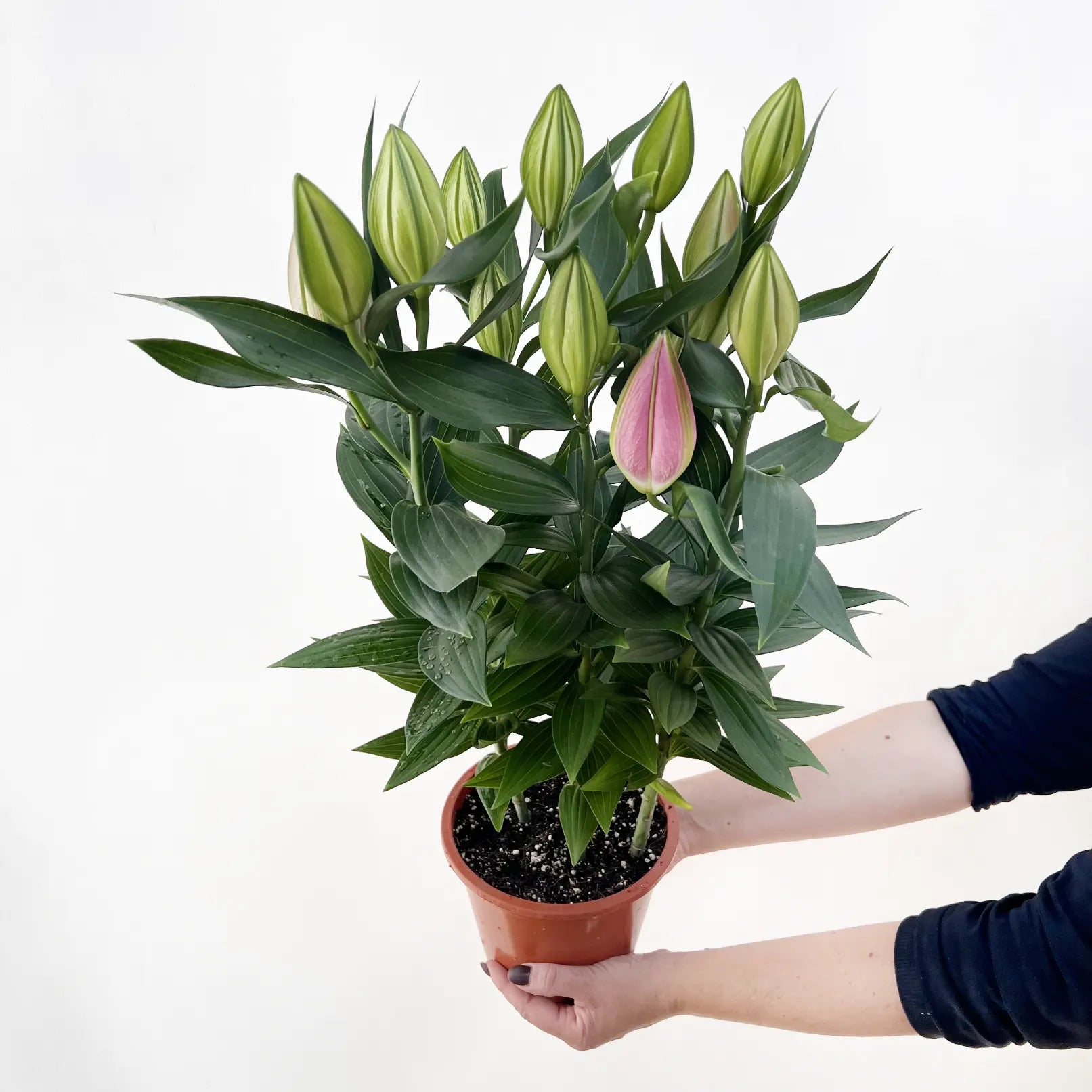 Lilium