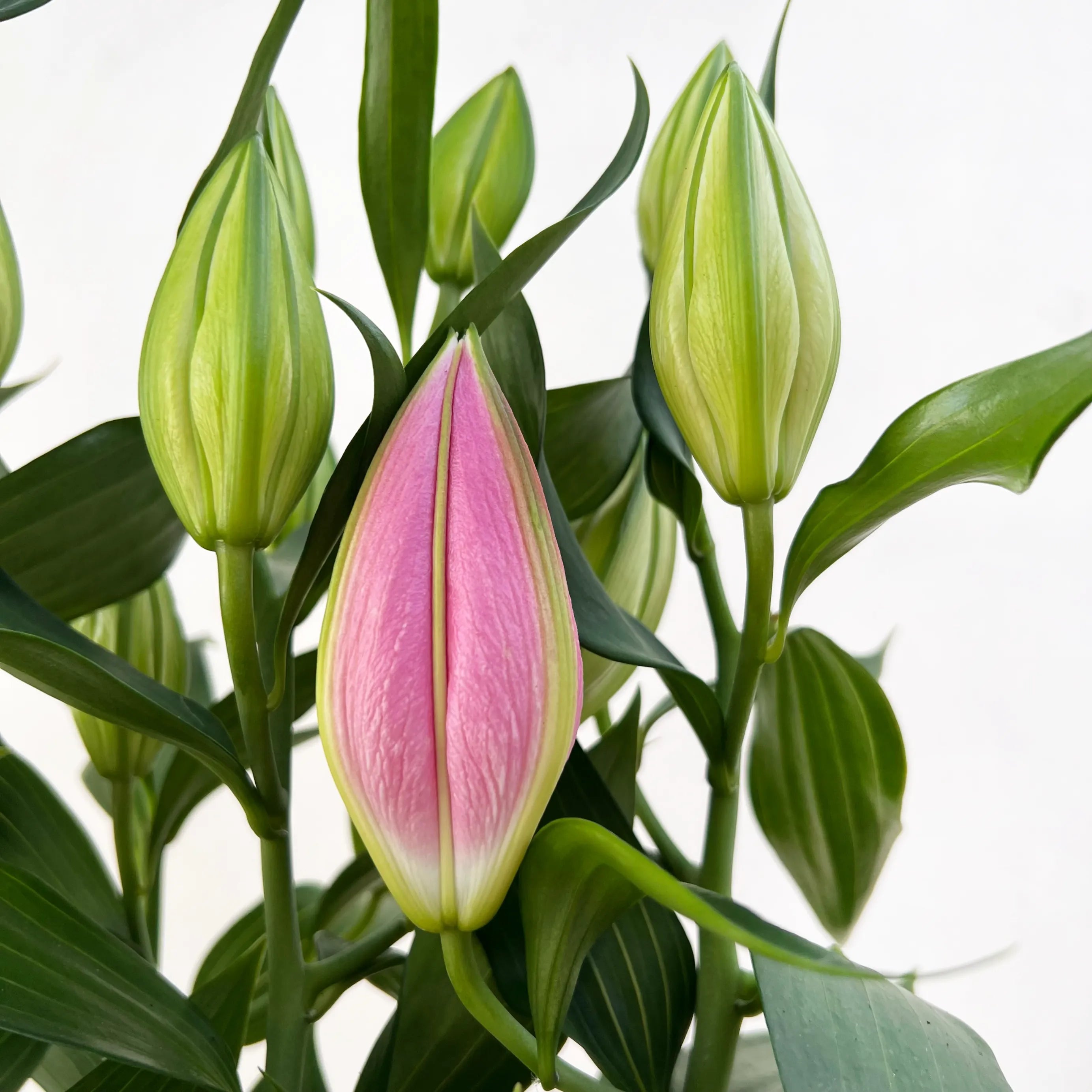 Lilium