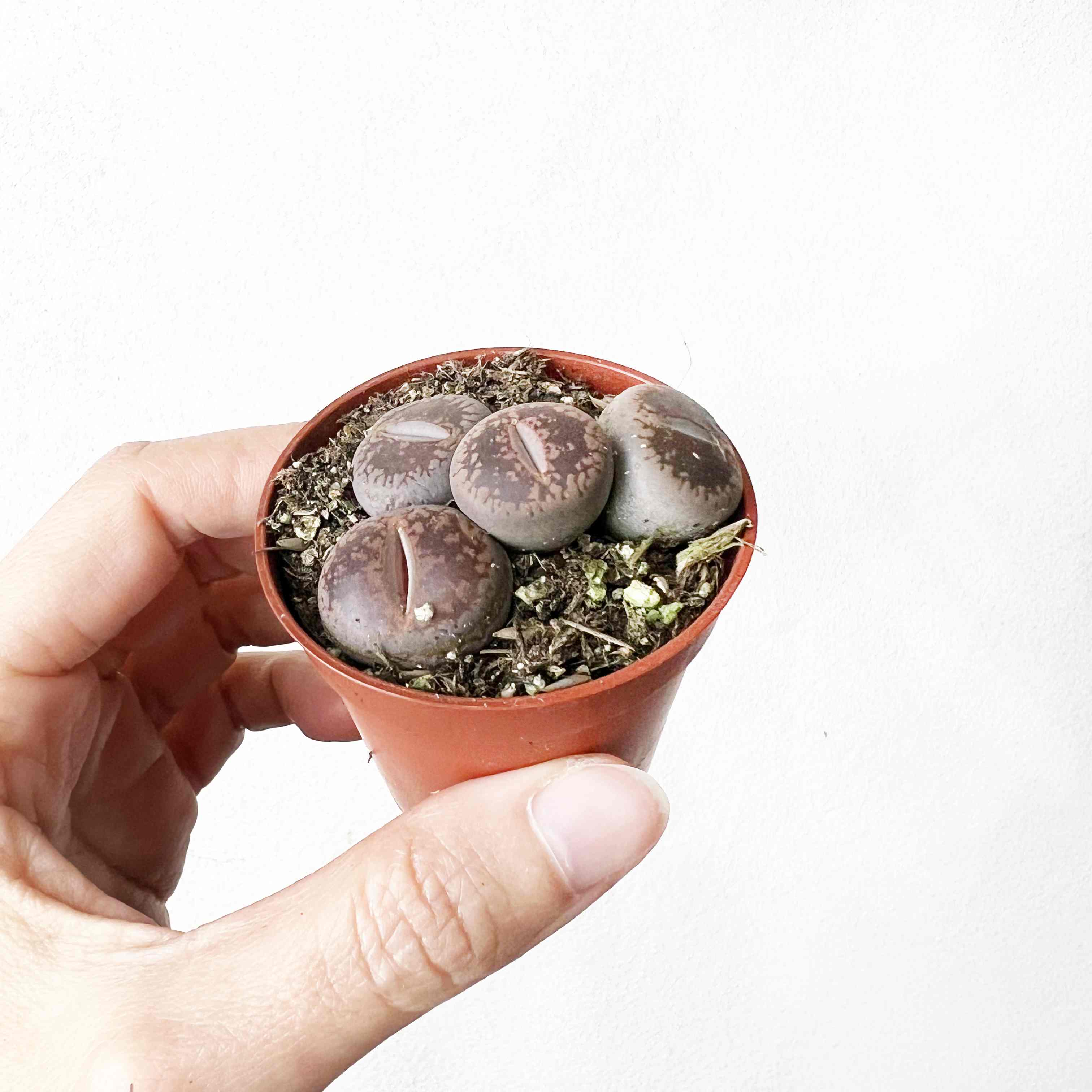 Lithops (sassi viventi)