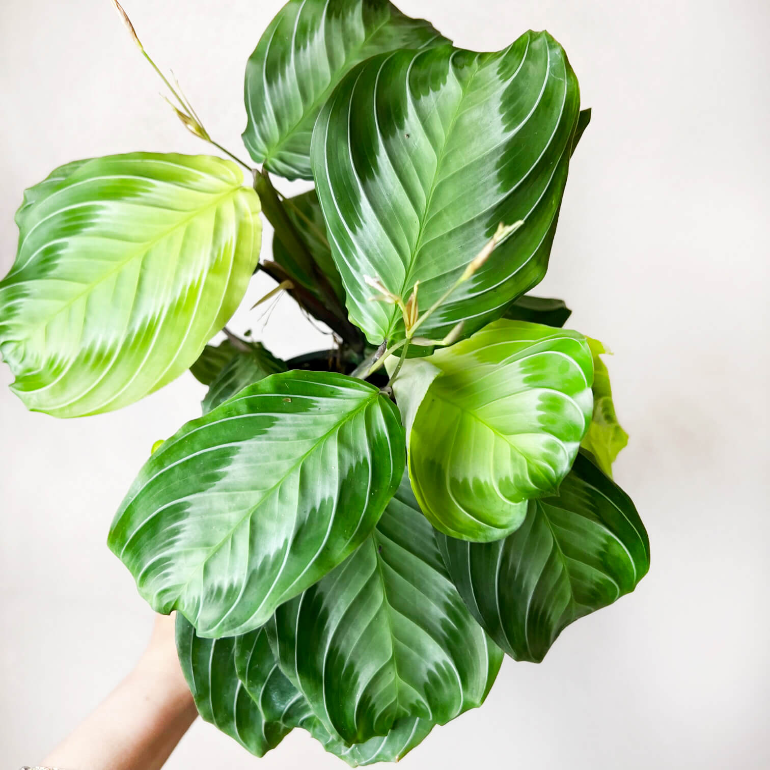 Maranta Silver Band