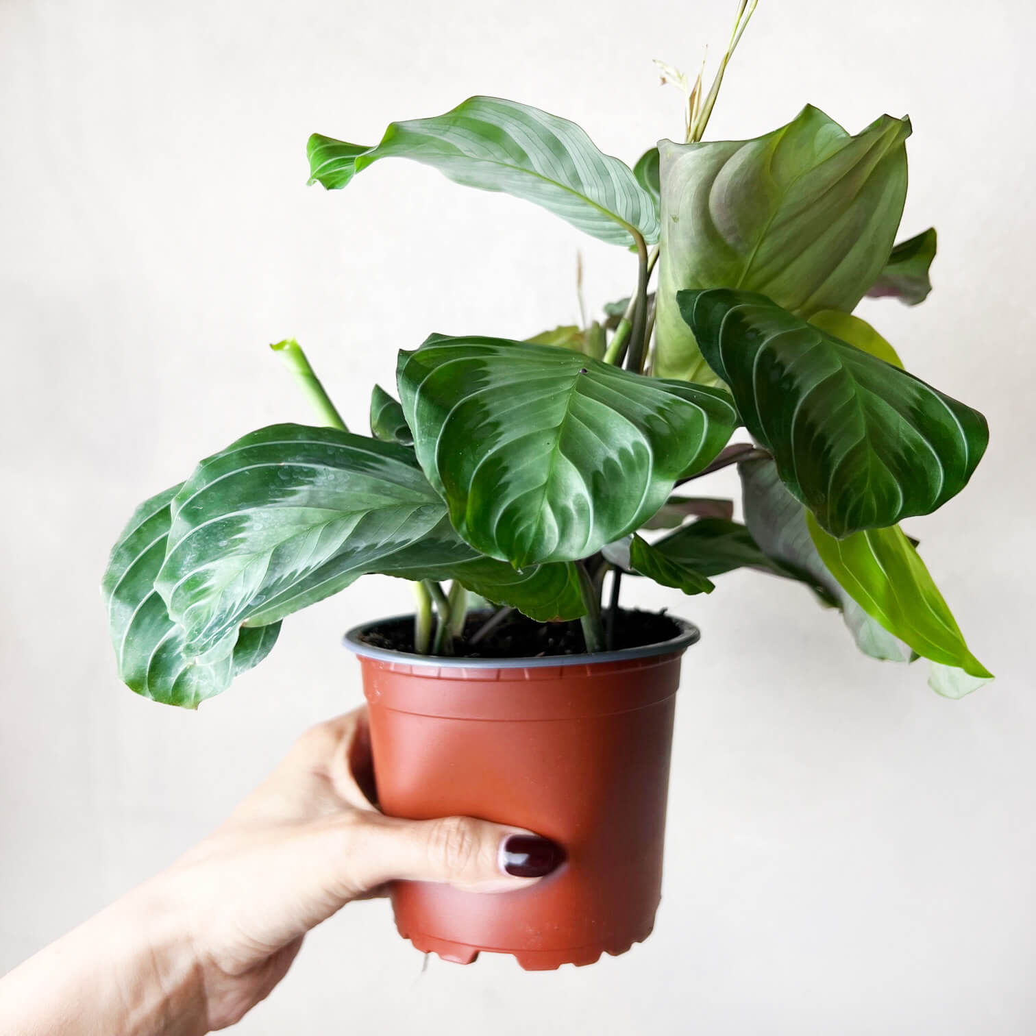 Maranta Silver Band