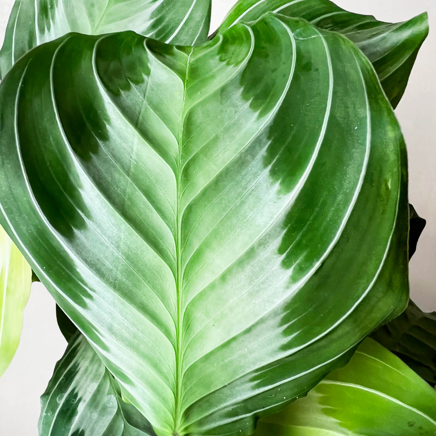 Maranta Silver Band