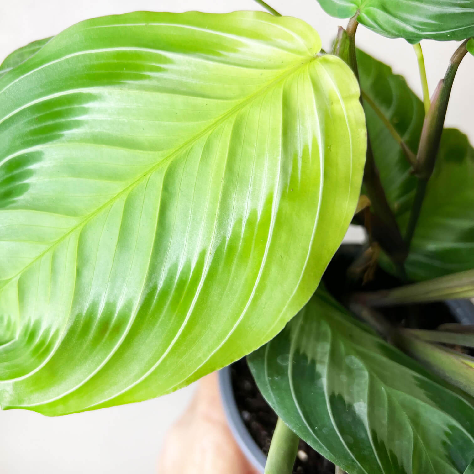 Maranta Silver Band