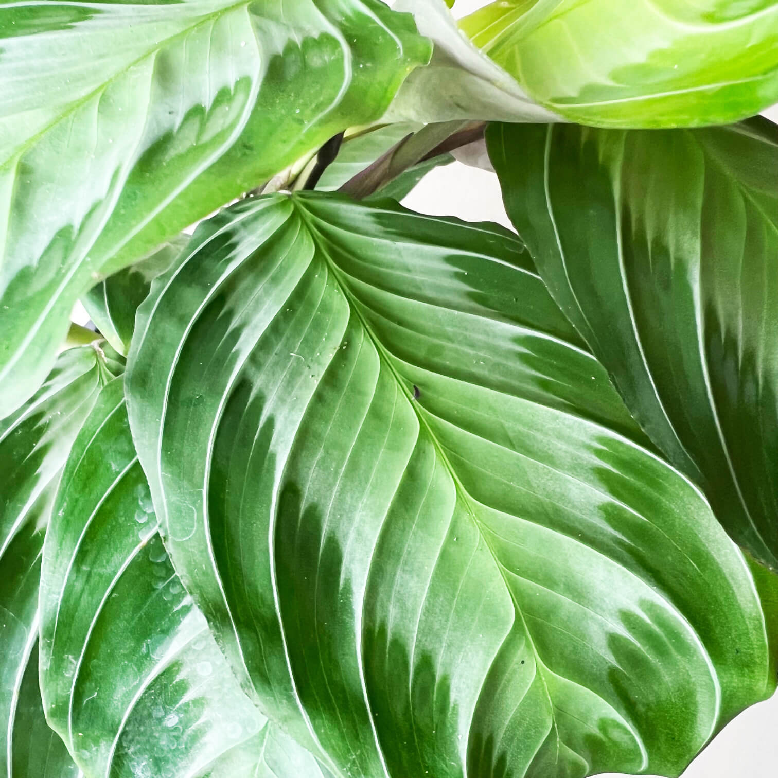 Maranta Silver Band