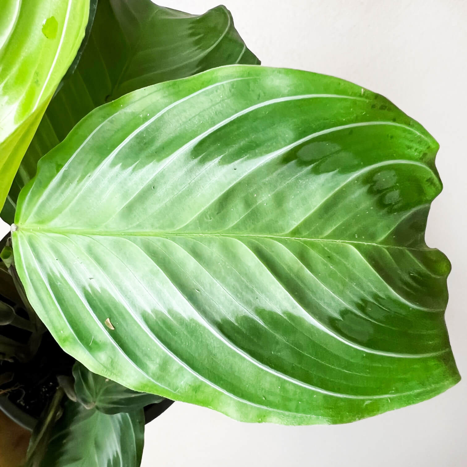 Maranta Silver Band