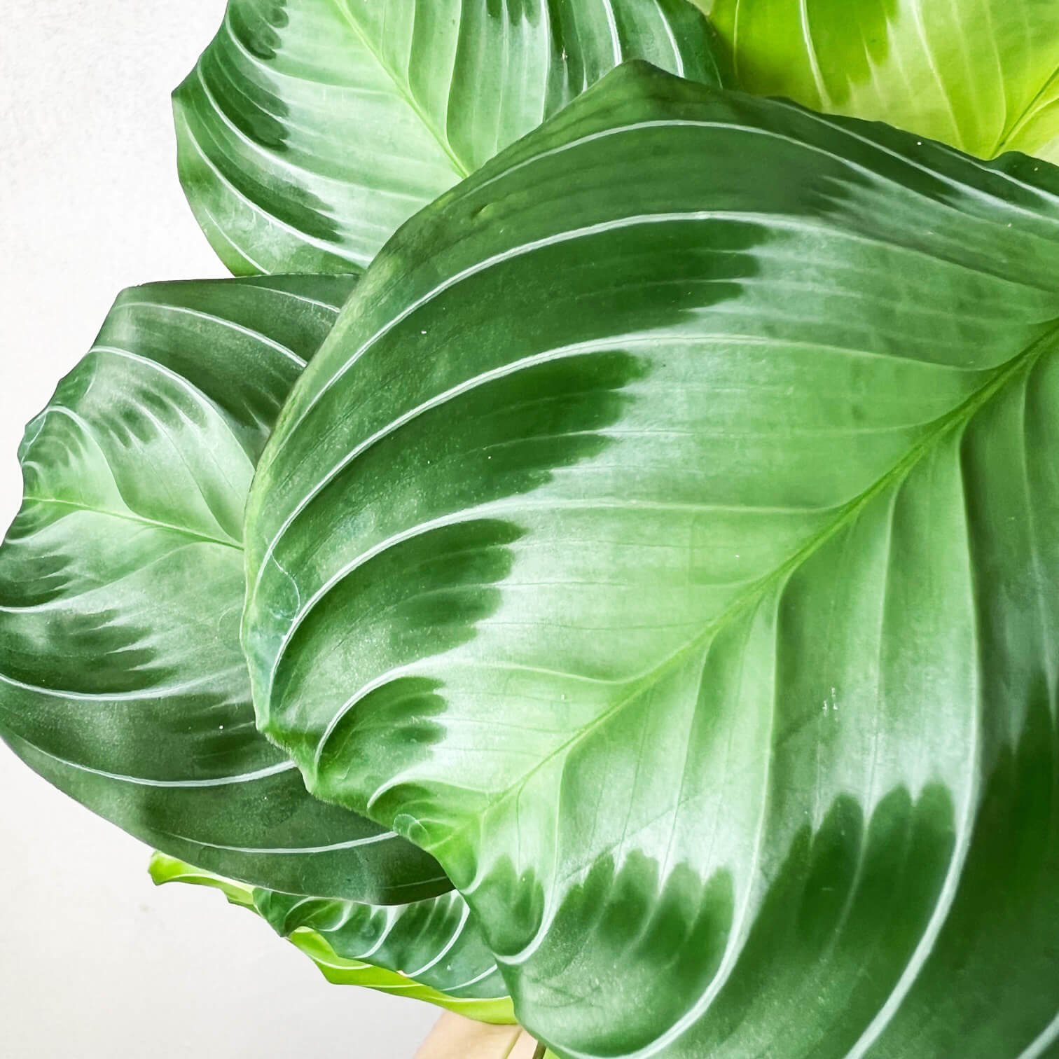 Maranta Silver Band