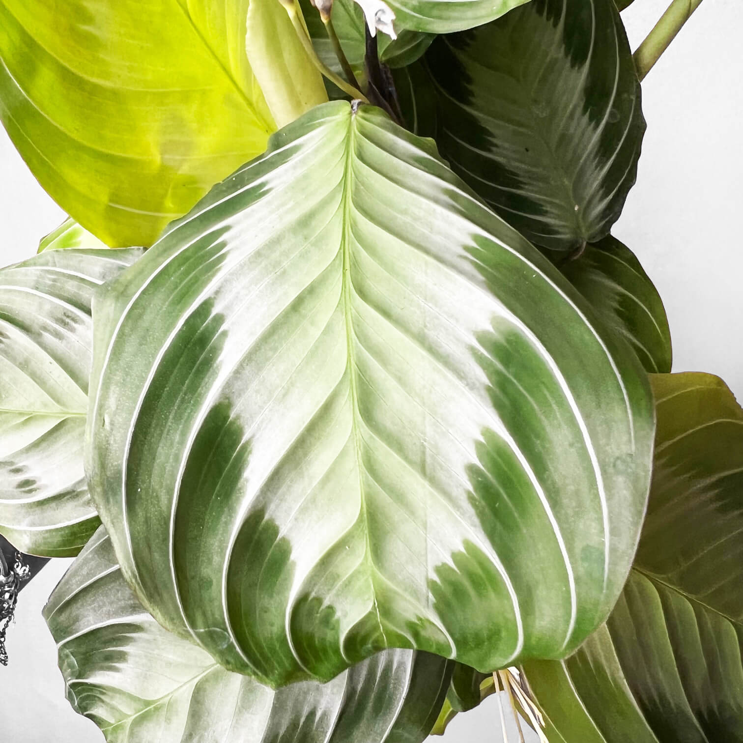 Maranta Silver Band
