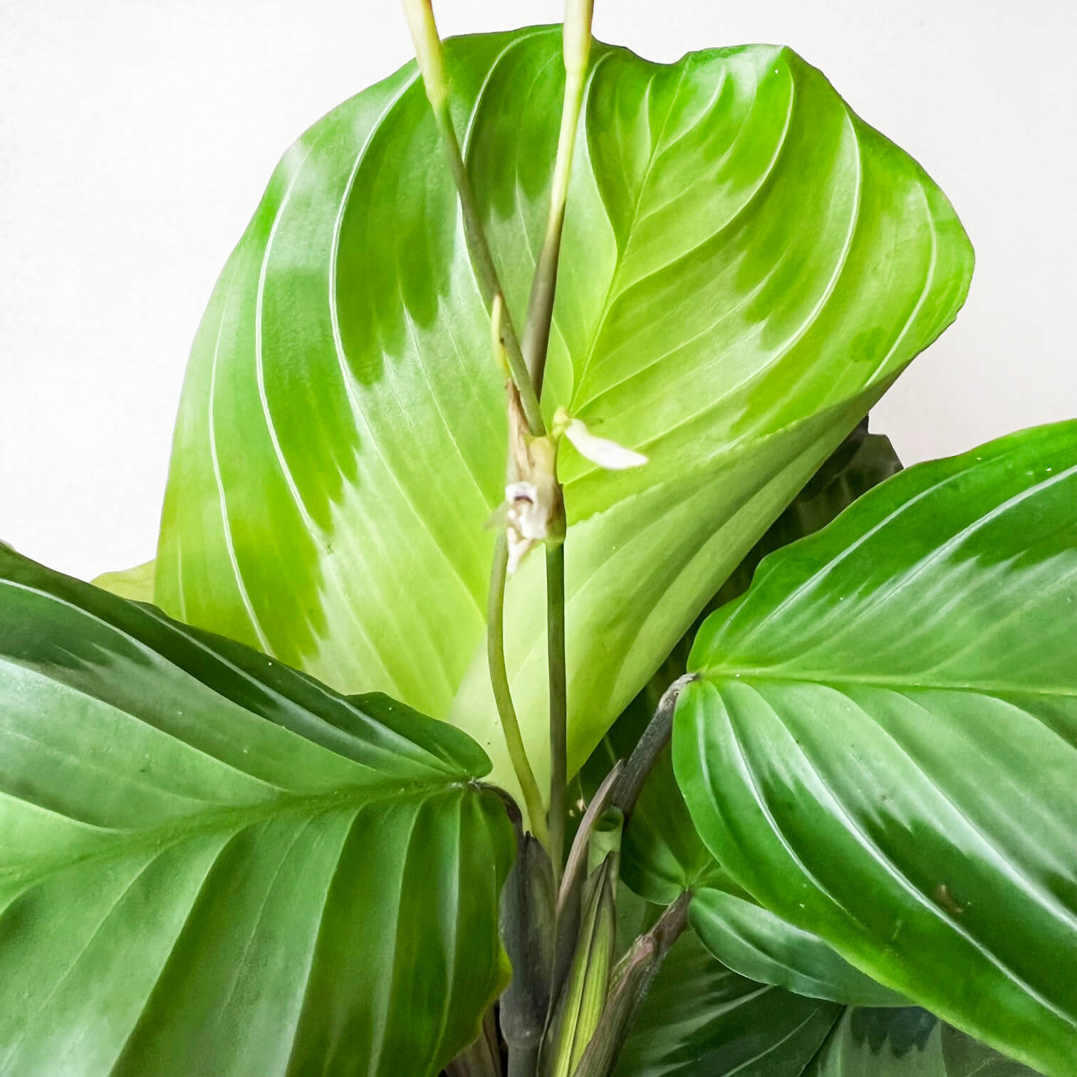 Maranta Silver Band