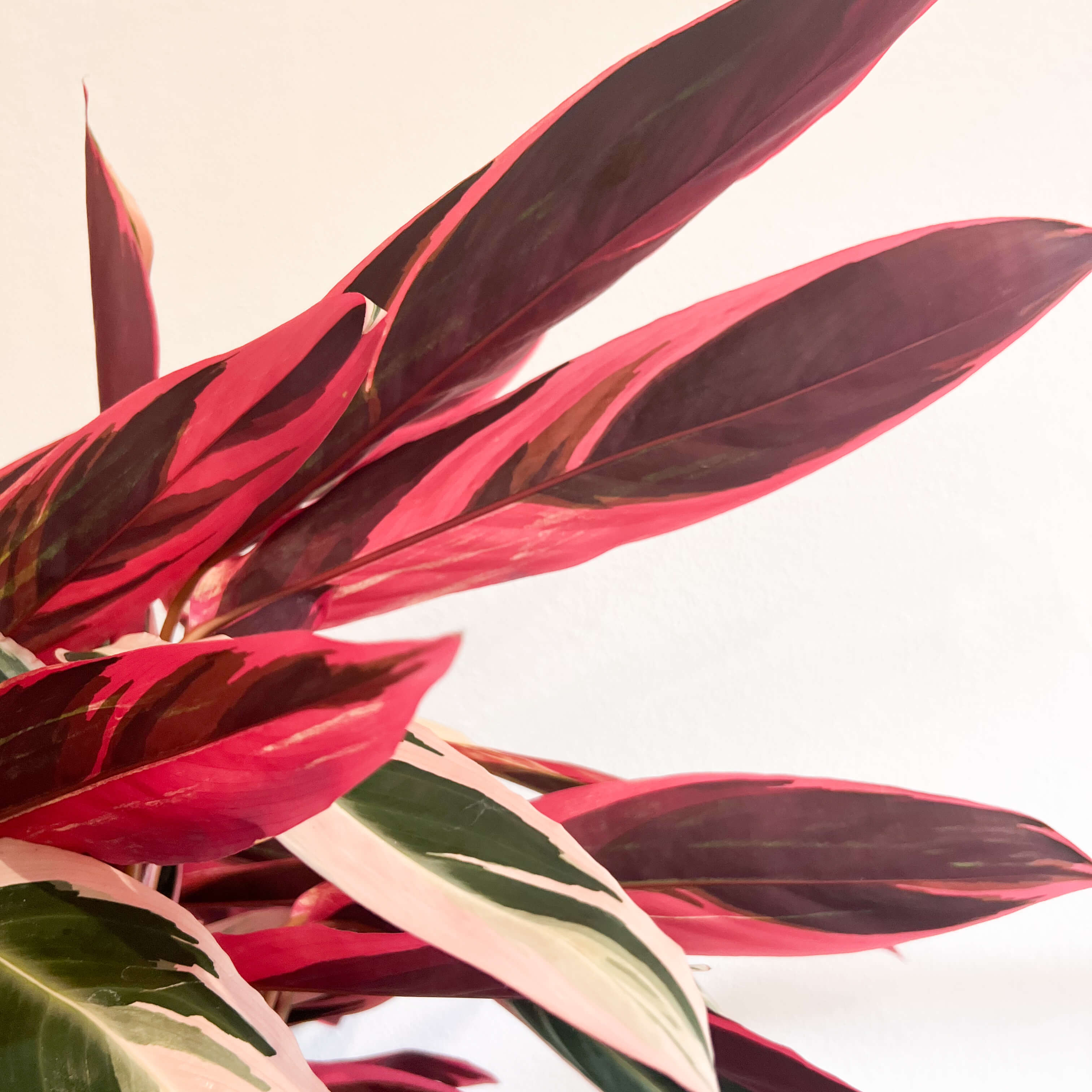 Stromanthe sanguinea "Triostar"