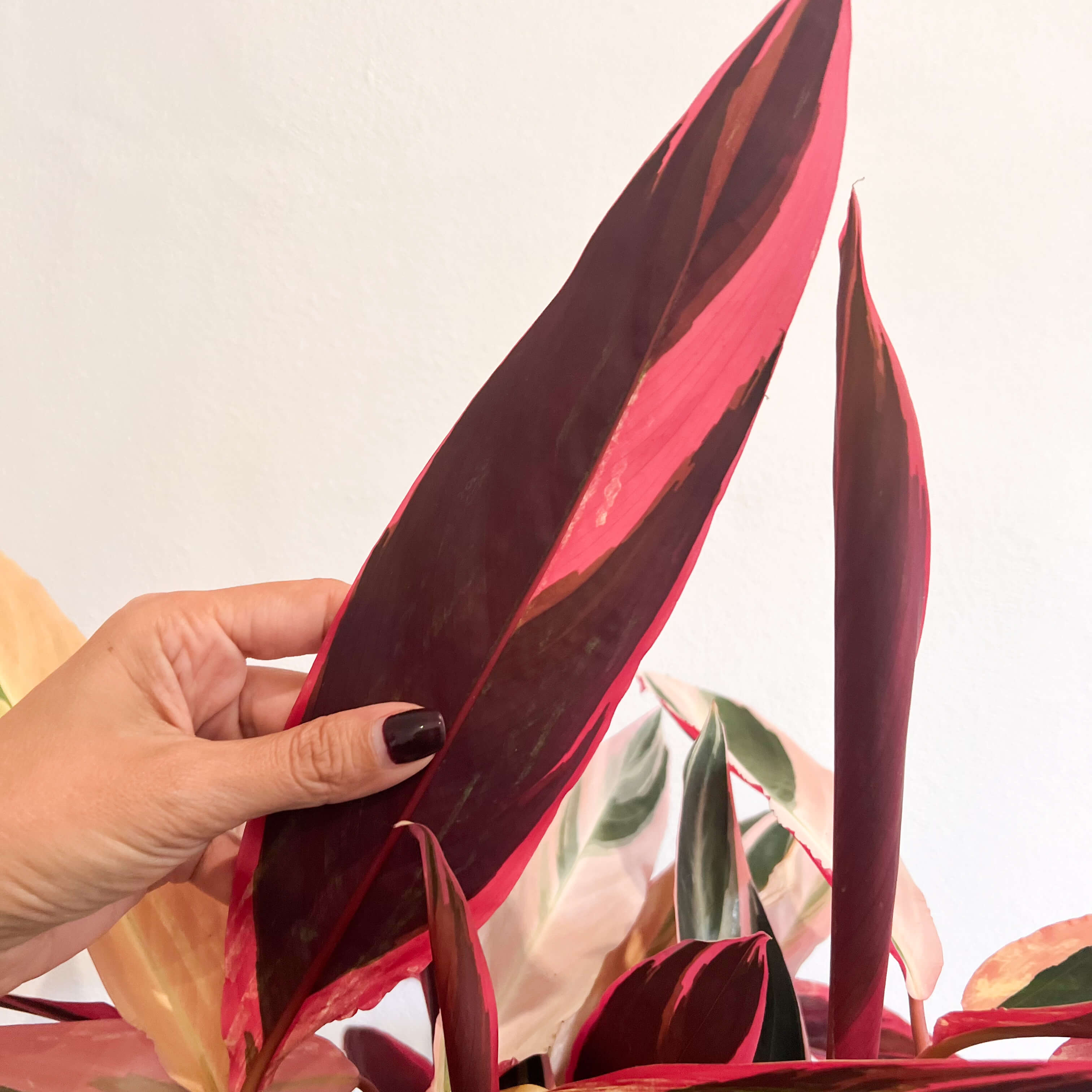 Stromanthe sanguinea "Triostar"