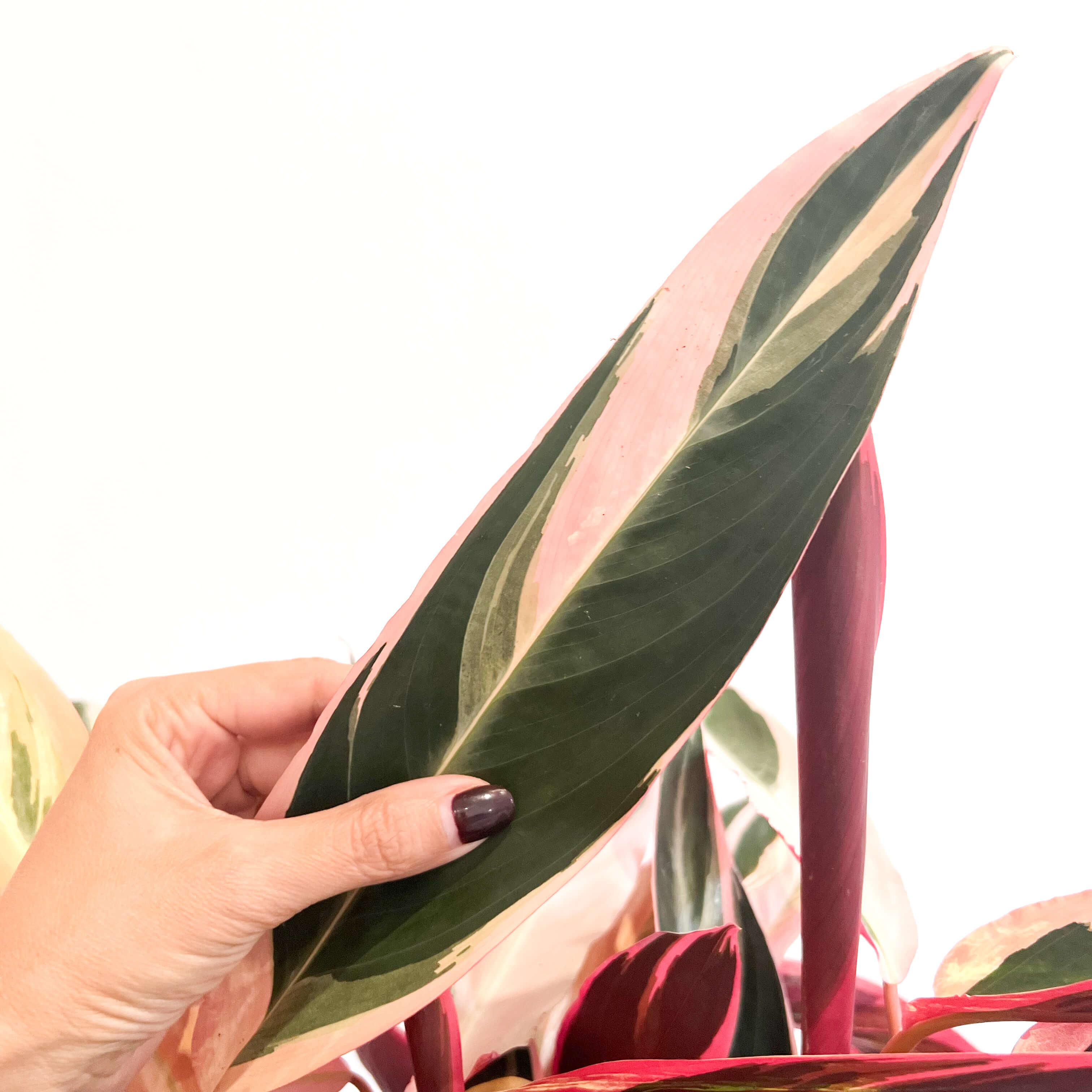 Stromanthe sanguinea "Triostar"