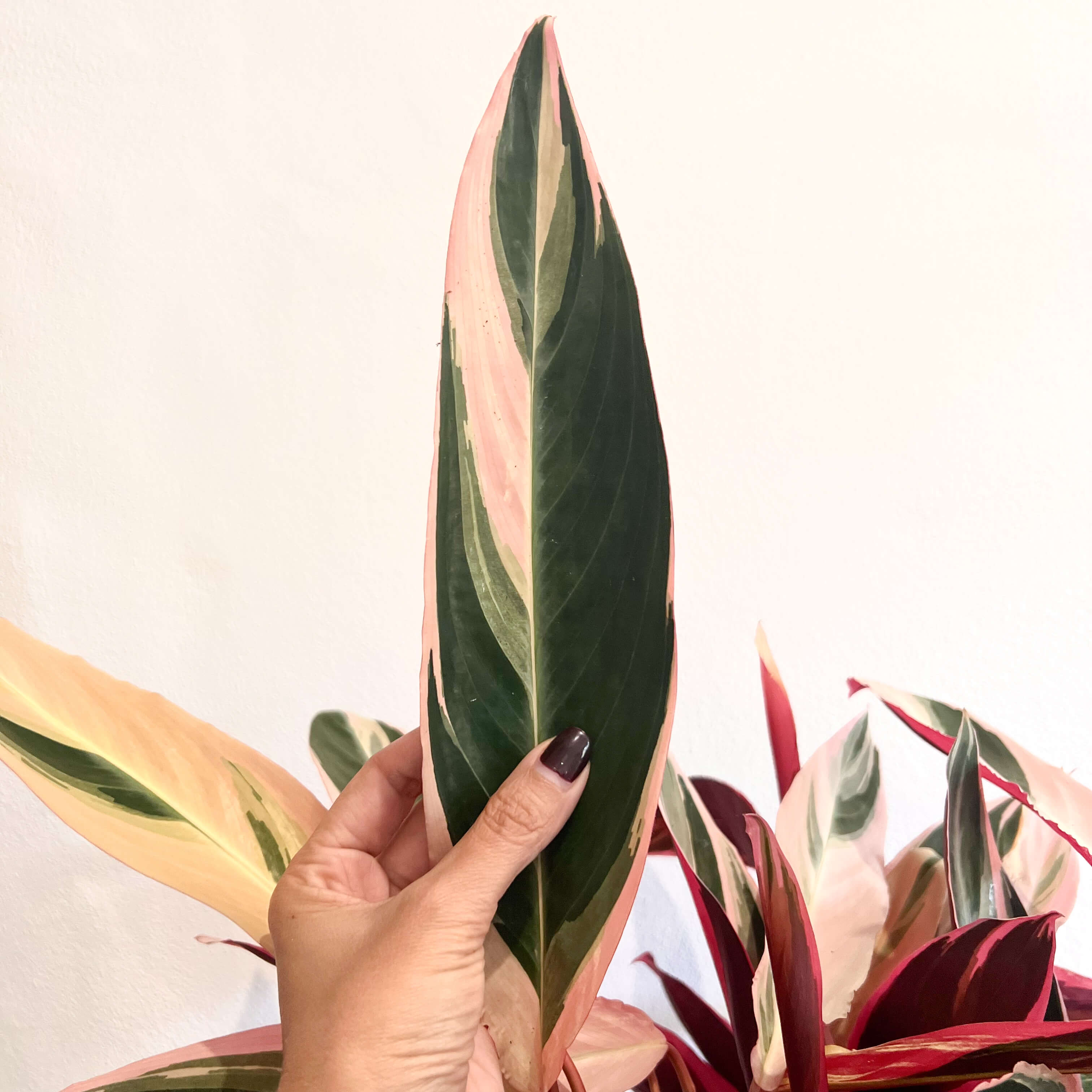 Stromanthe sanguinea "Triostar"