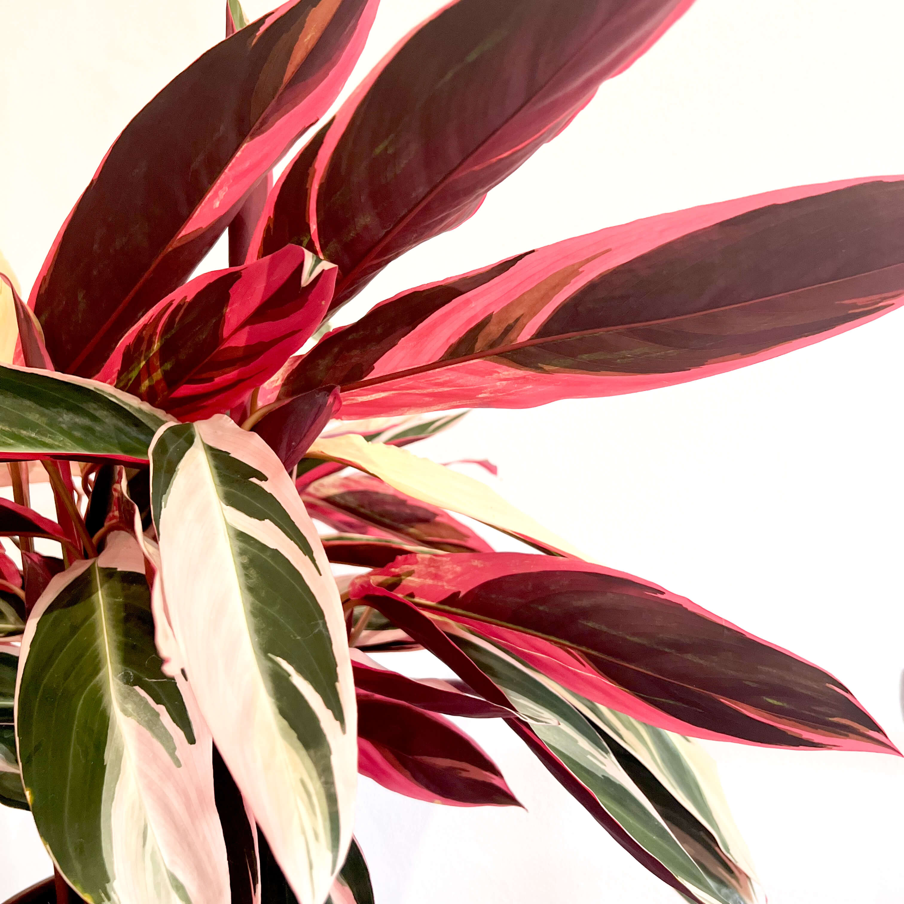 Stromanthe sanguinea "Triostar"