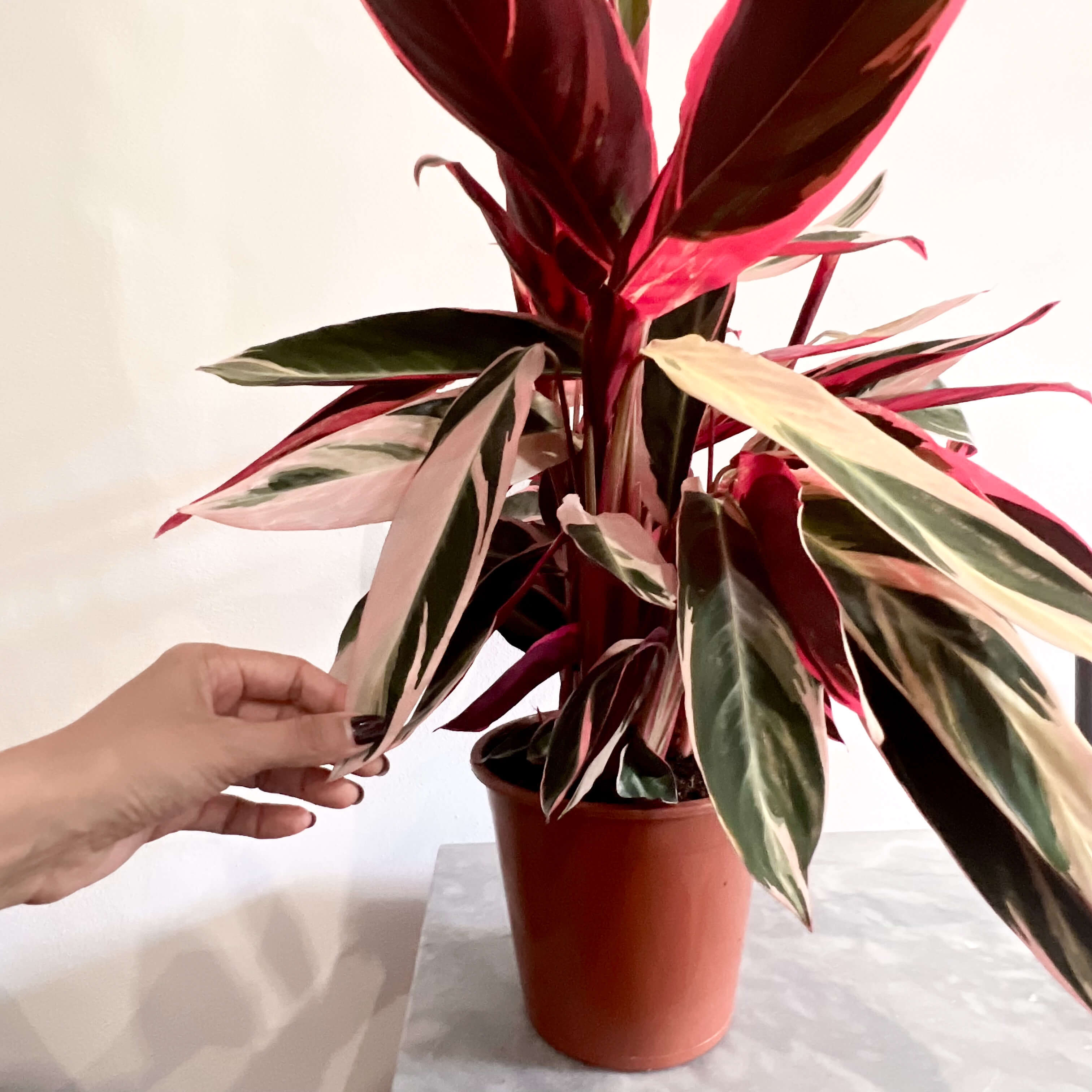 Stromanthe sanguinea "Triostar"