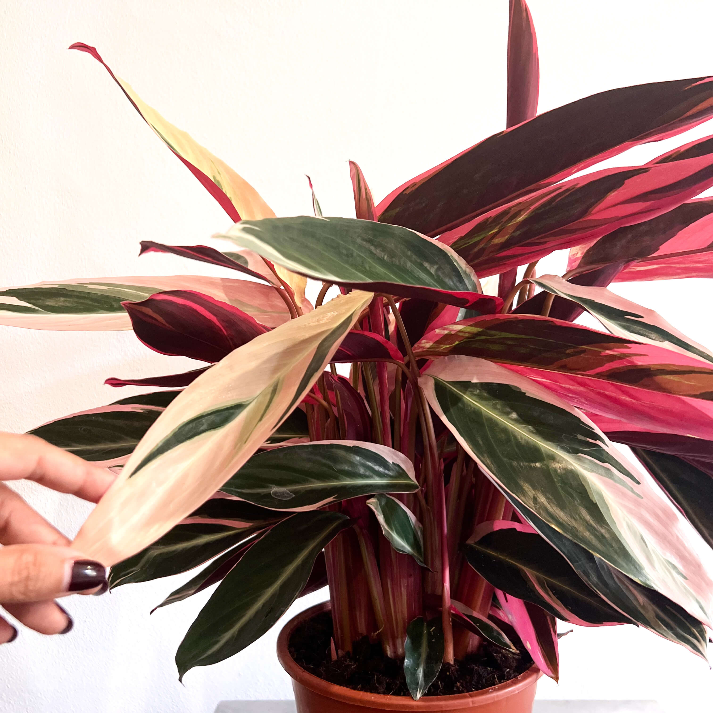 Stromanthe sanguinea "Triostar"