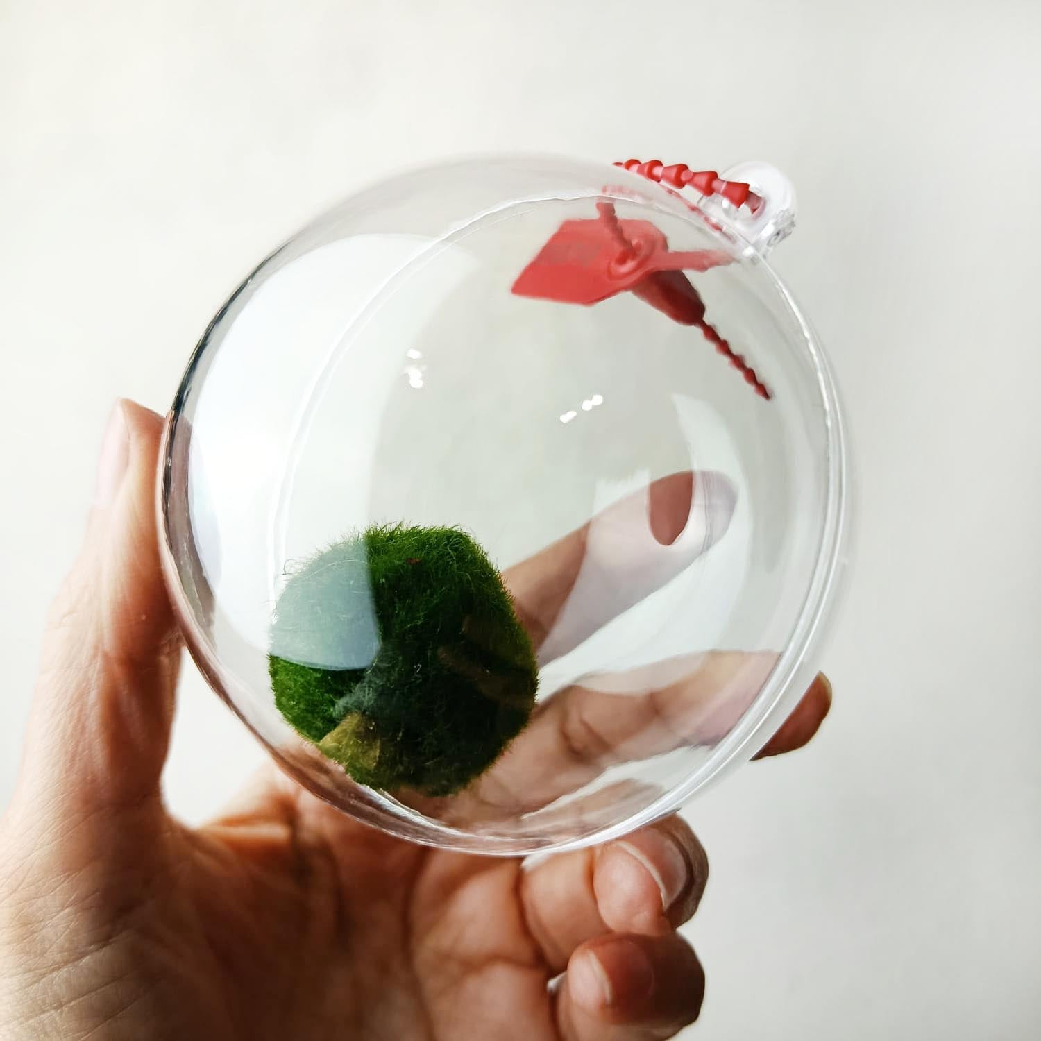 Marimo