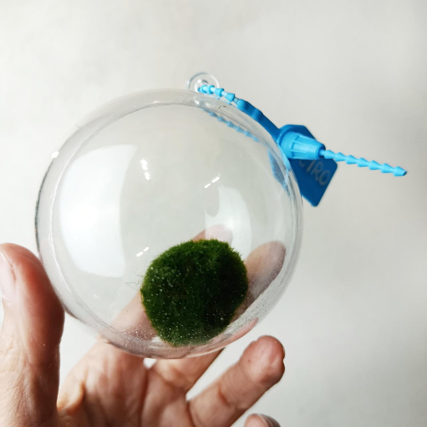 Marimo