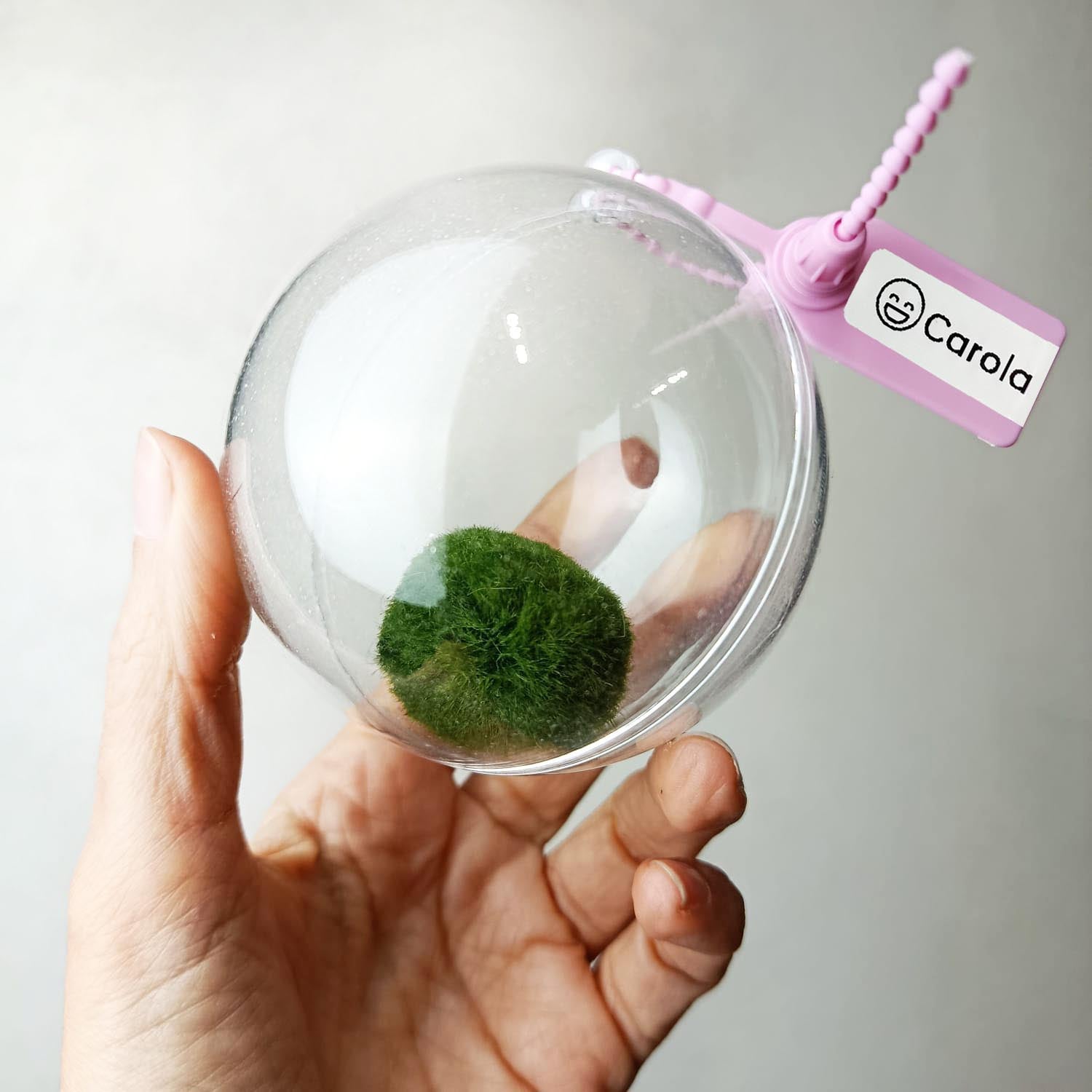 Marimo