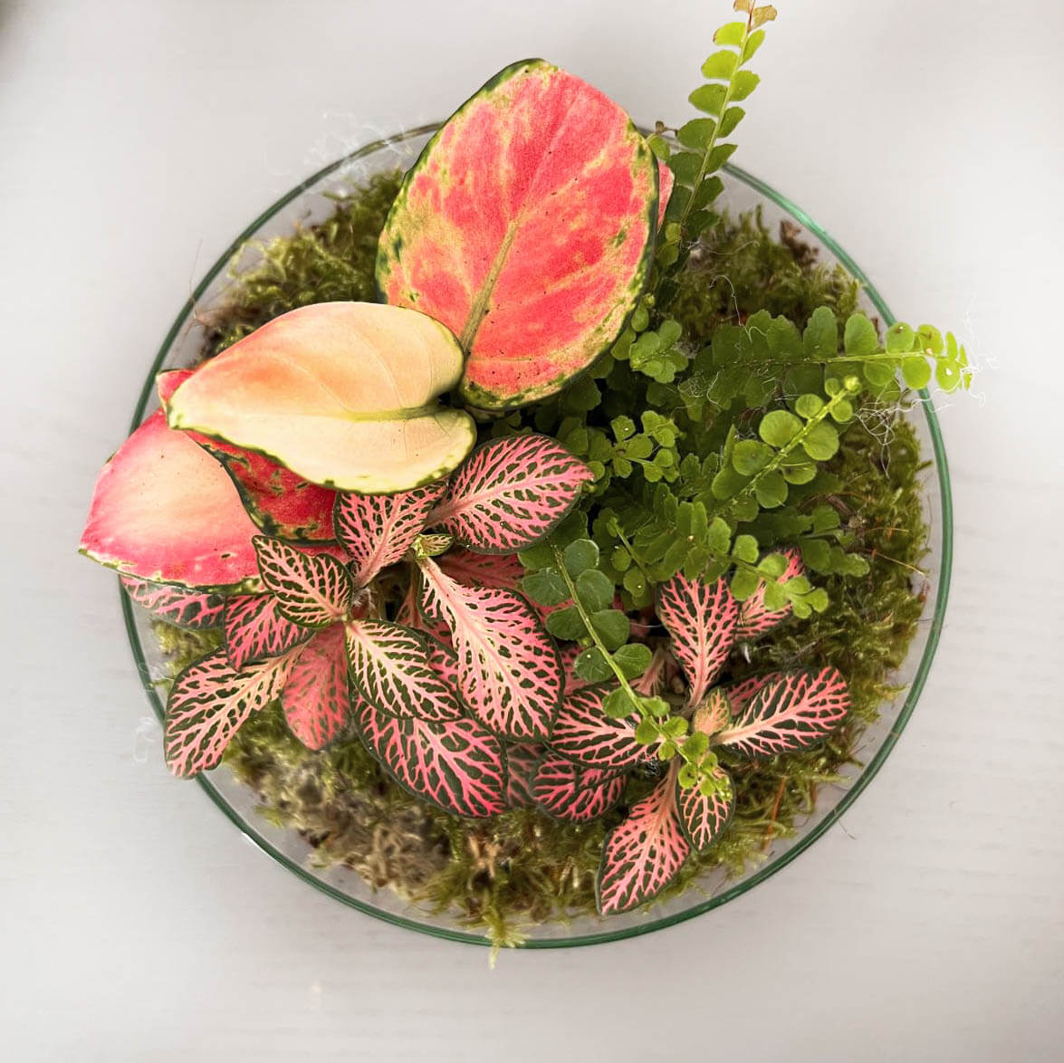 m-DOME (micro-Dome) Terrarium /FLOS