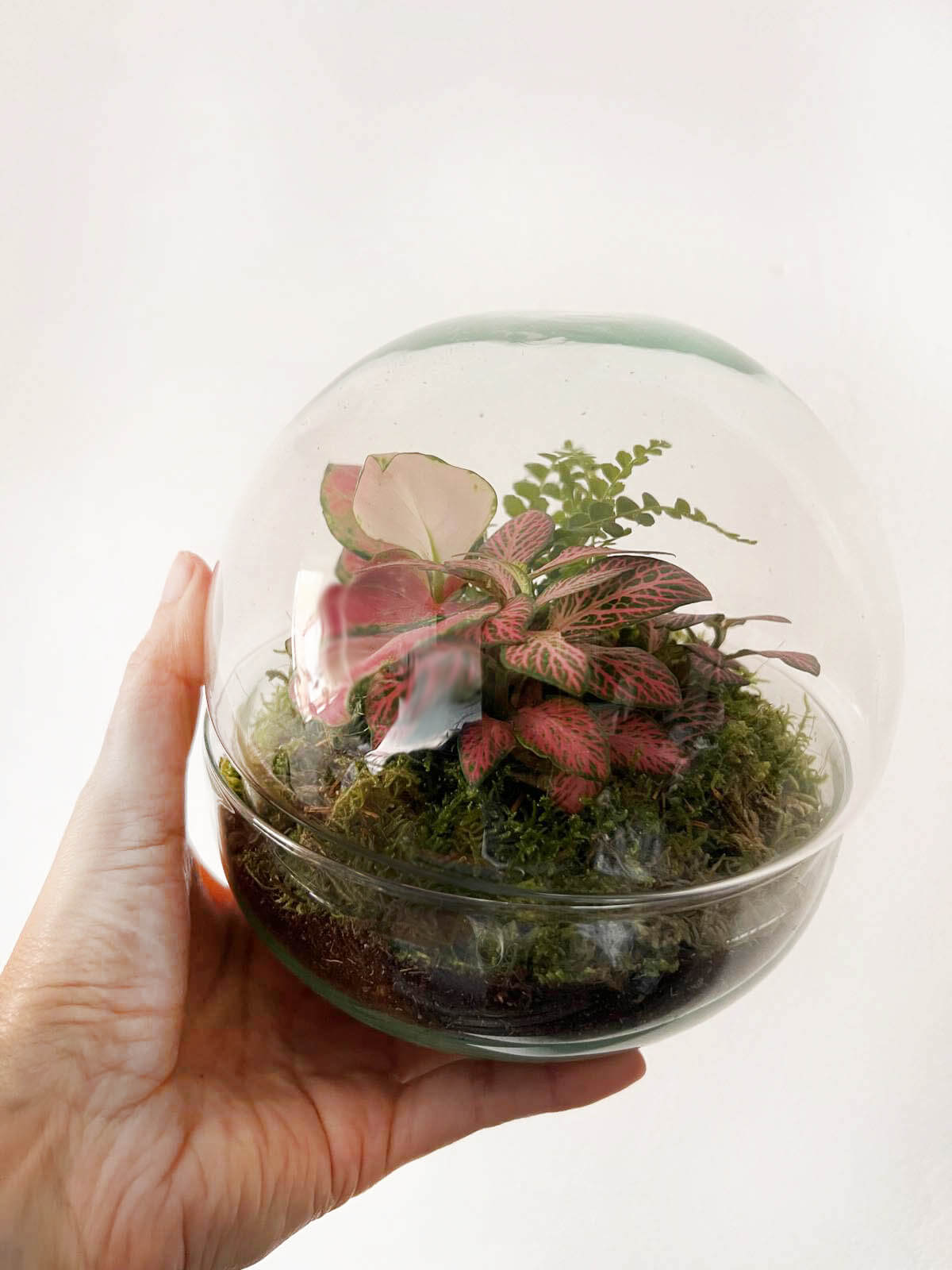 m-DOME (micro-Dome) Terrarium /FLOS