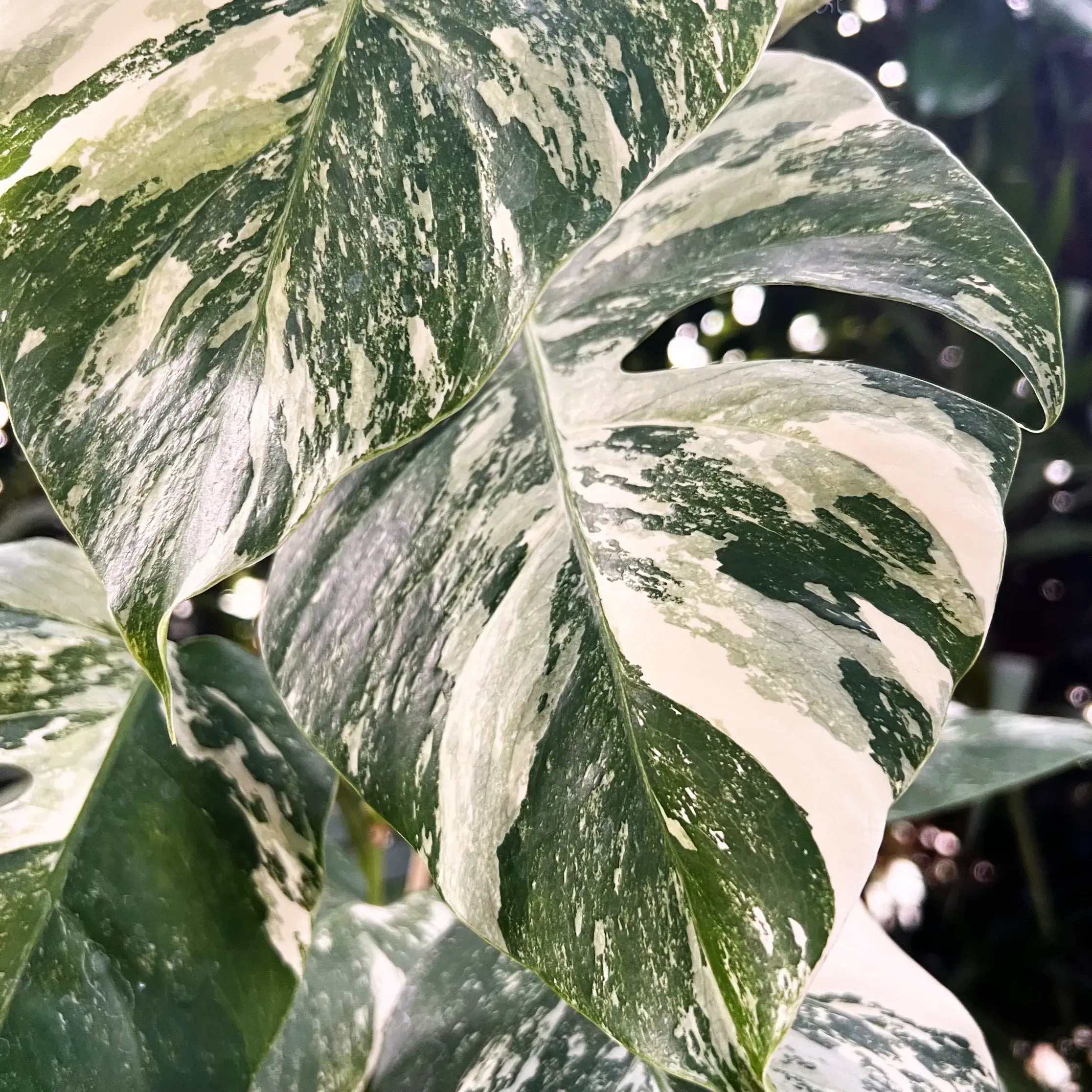 Monstera Deliciosa Albo Variegata /Livia