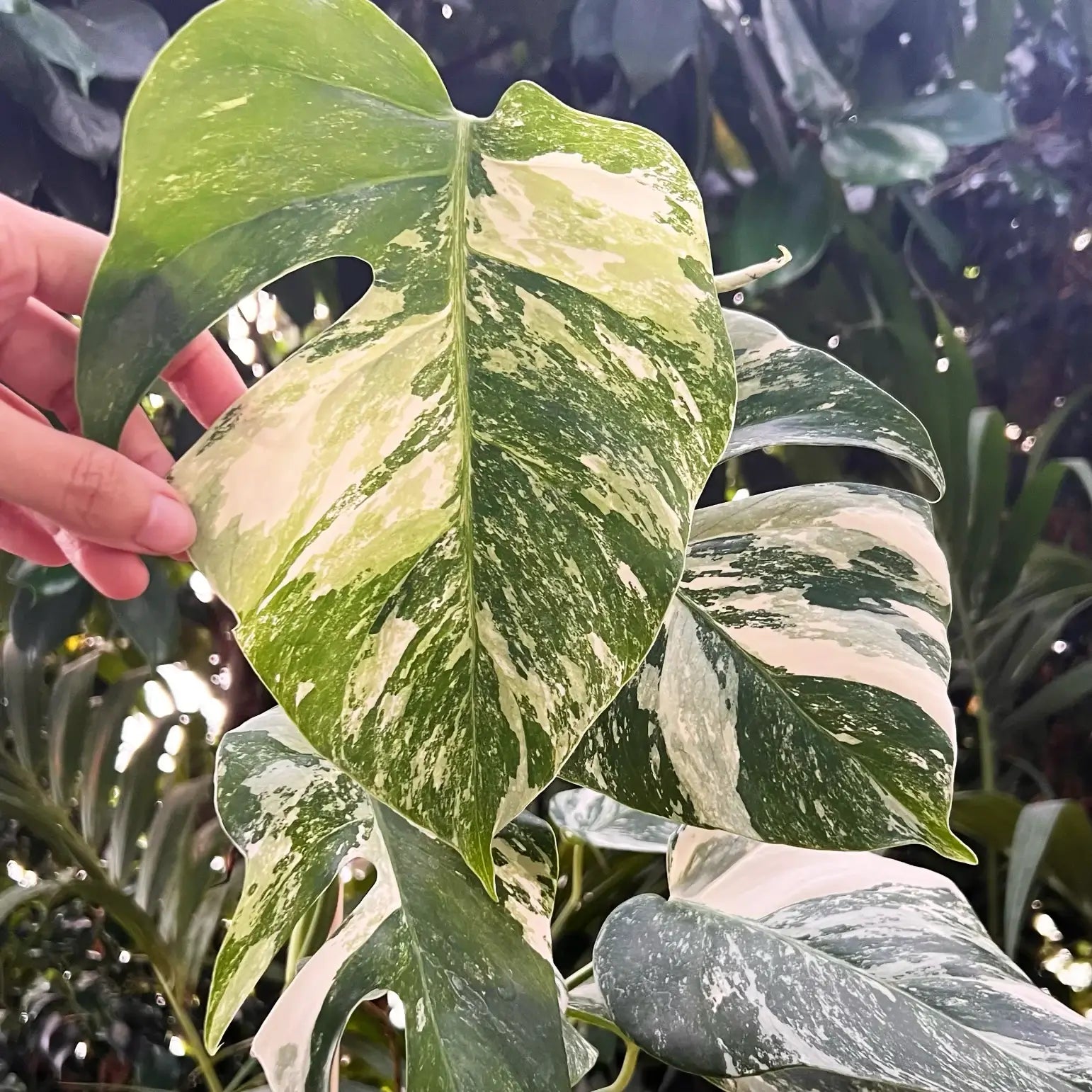 Monstera Deliciosa Albo Variegata /Livia