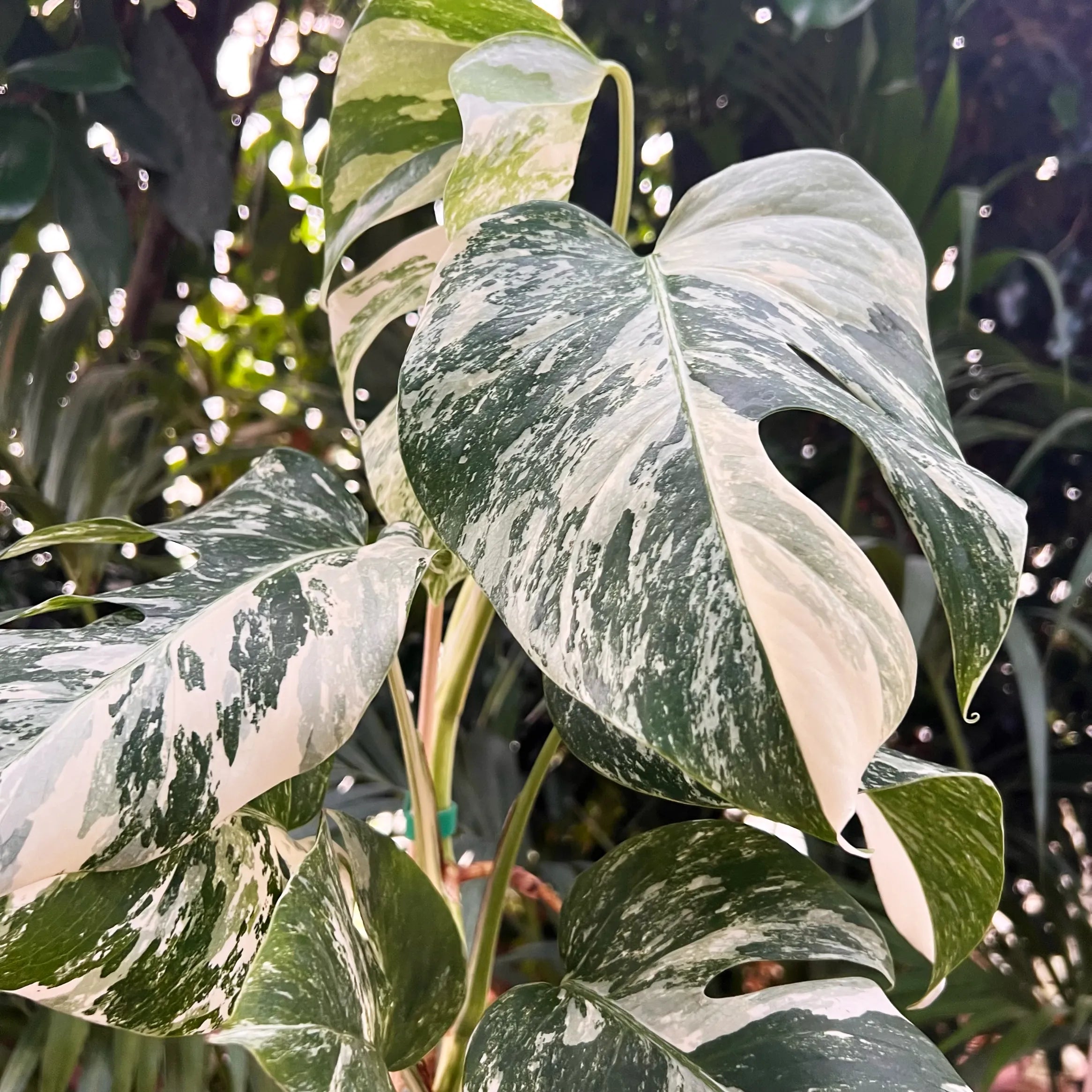 Monstera Deliciosa Albo Variegata /Lucy